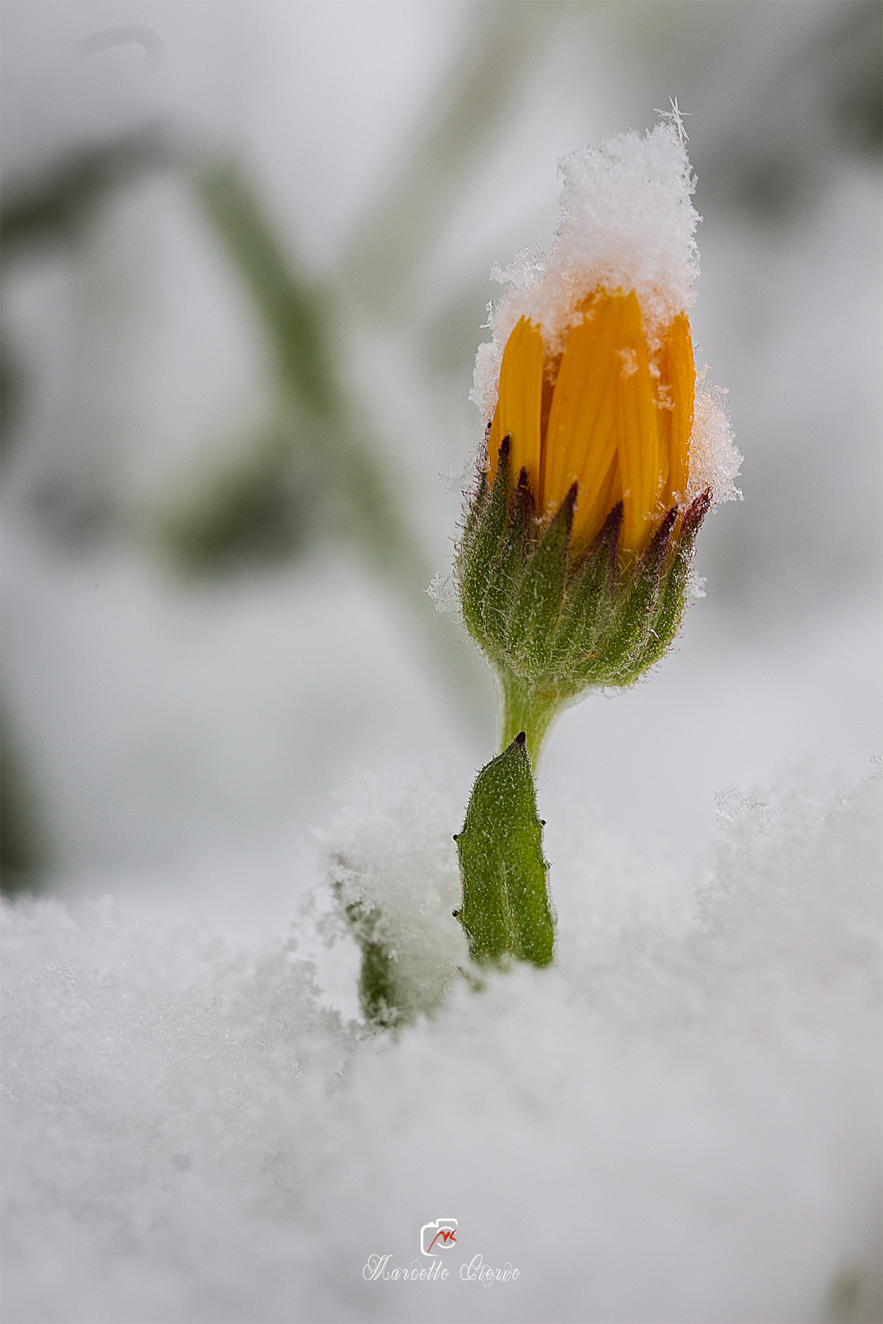 snow flower
