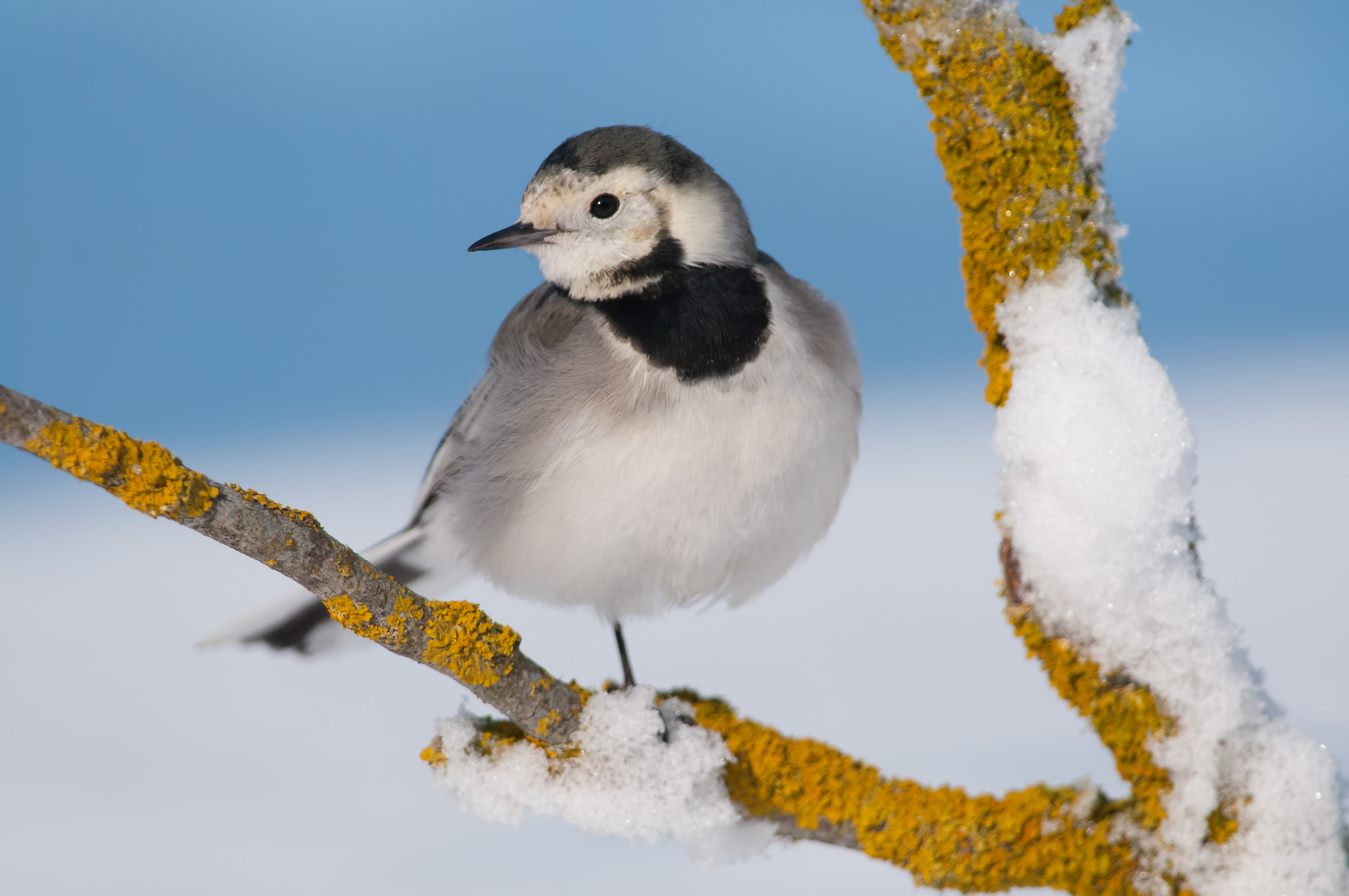 Ballerina bianca in....bianco