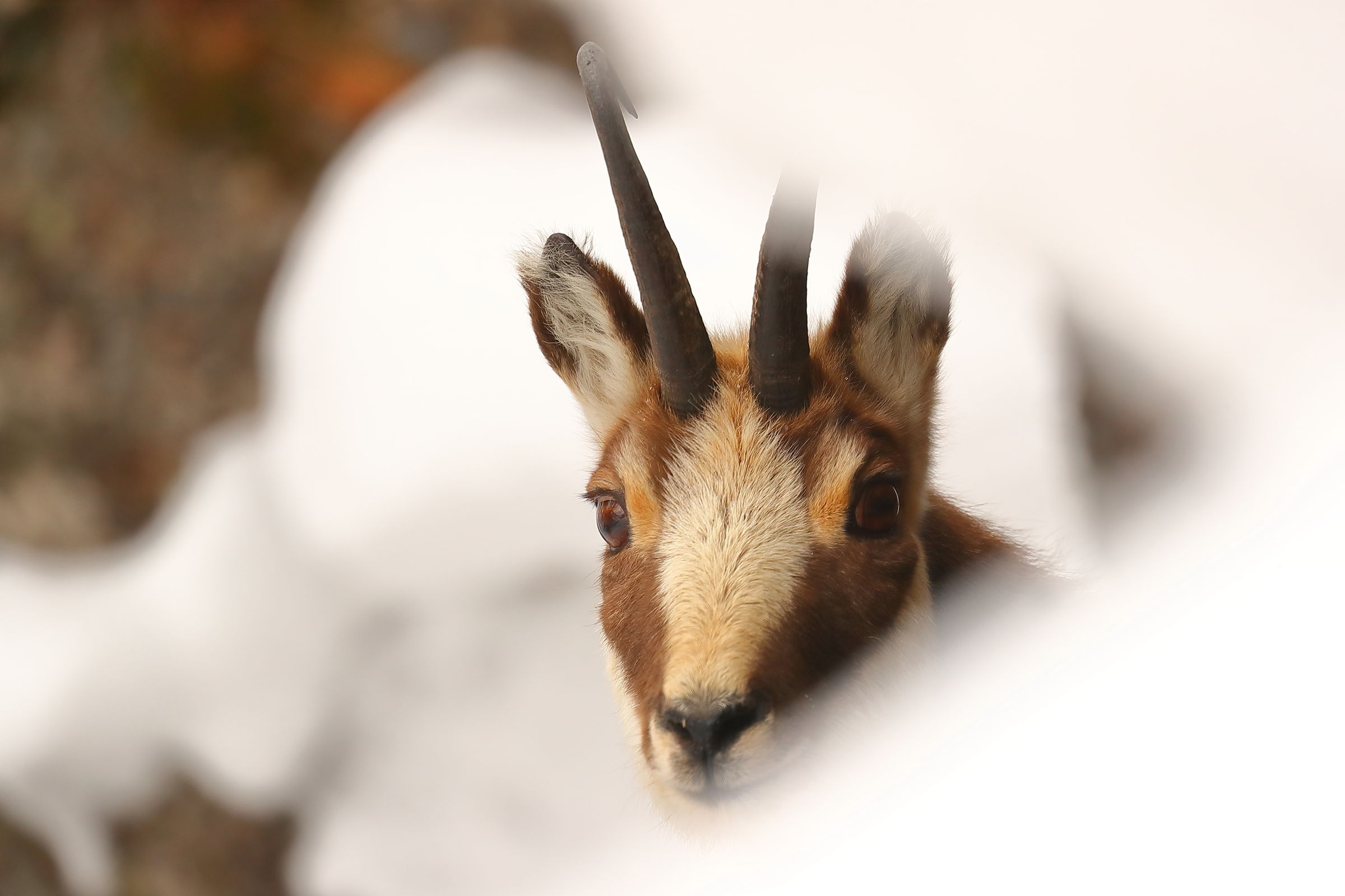 Portrait of Chamois