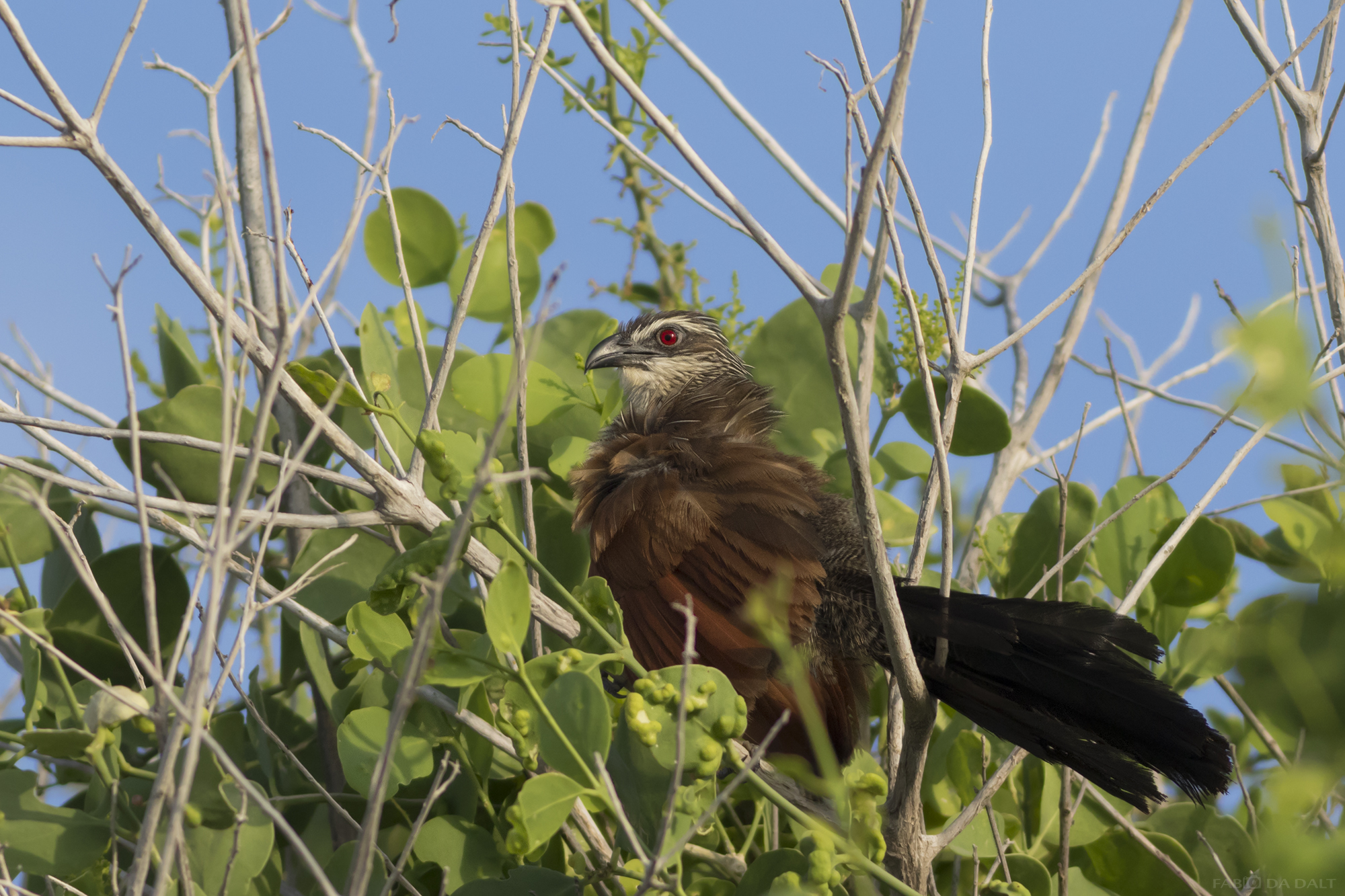 Pheasant Cuckoo