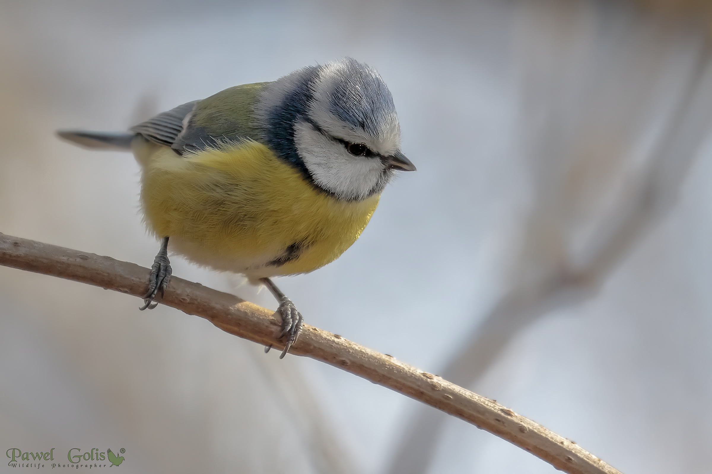 Blue Tit