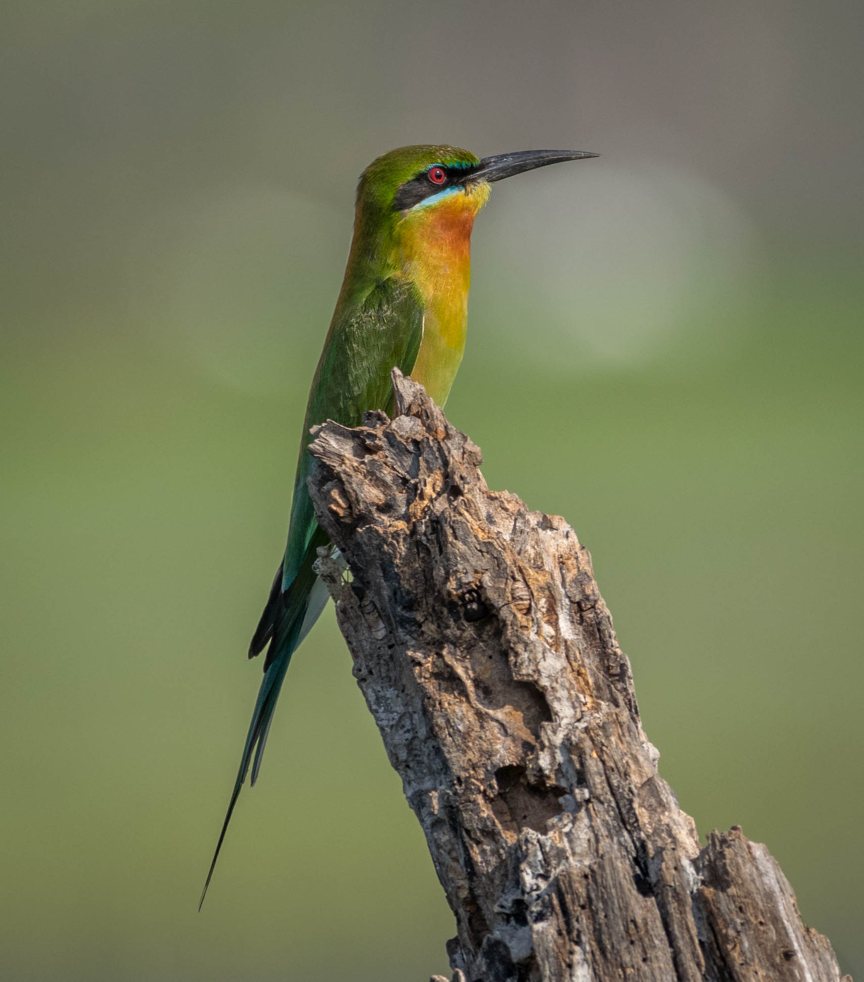 Green Bee-eater