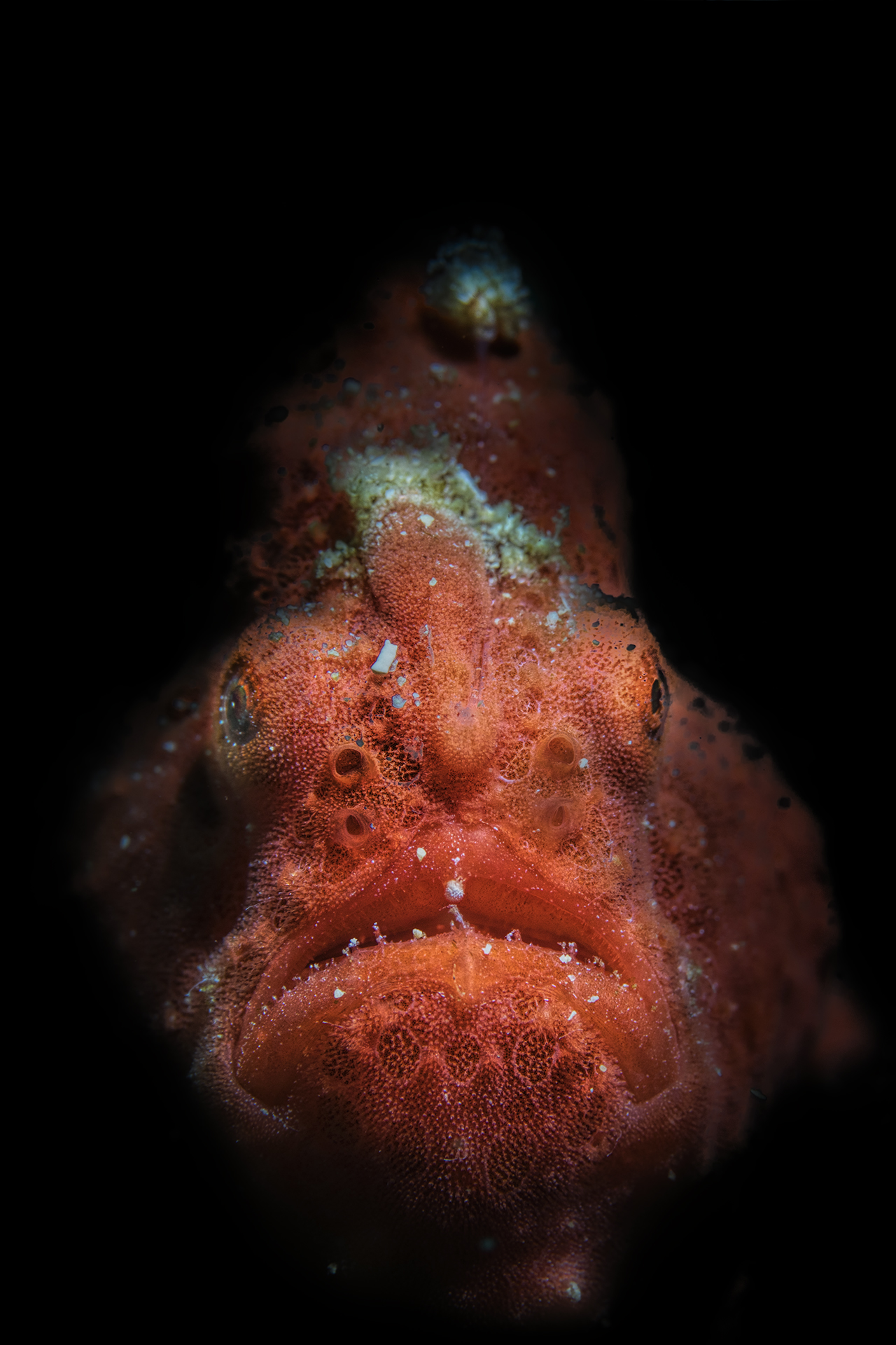 antennarius coccineus ,  Scarlet frogfish