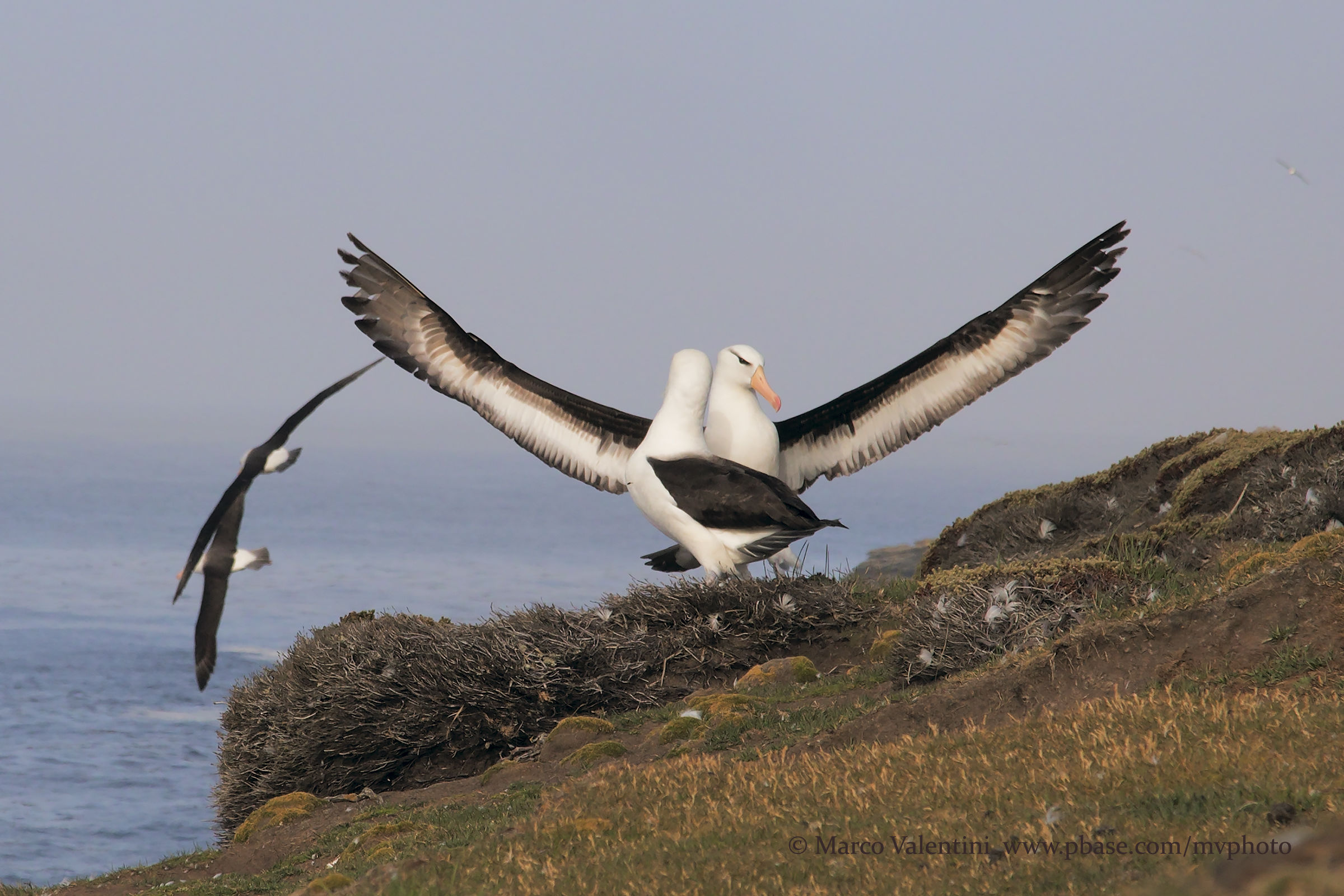 Albatros, the dance of life