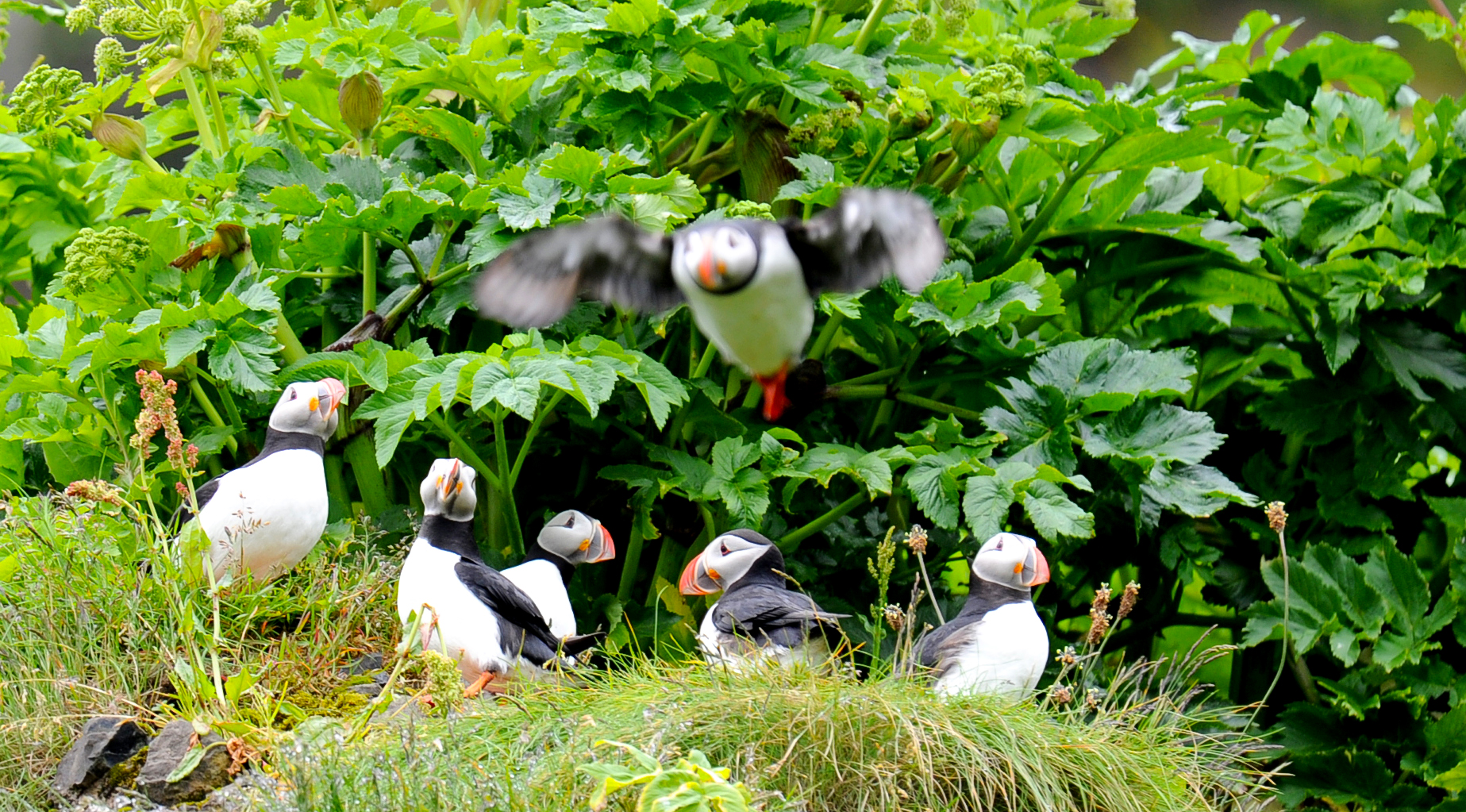 Puffins