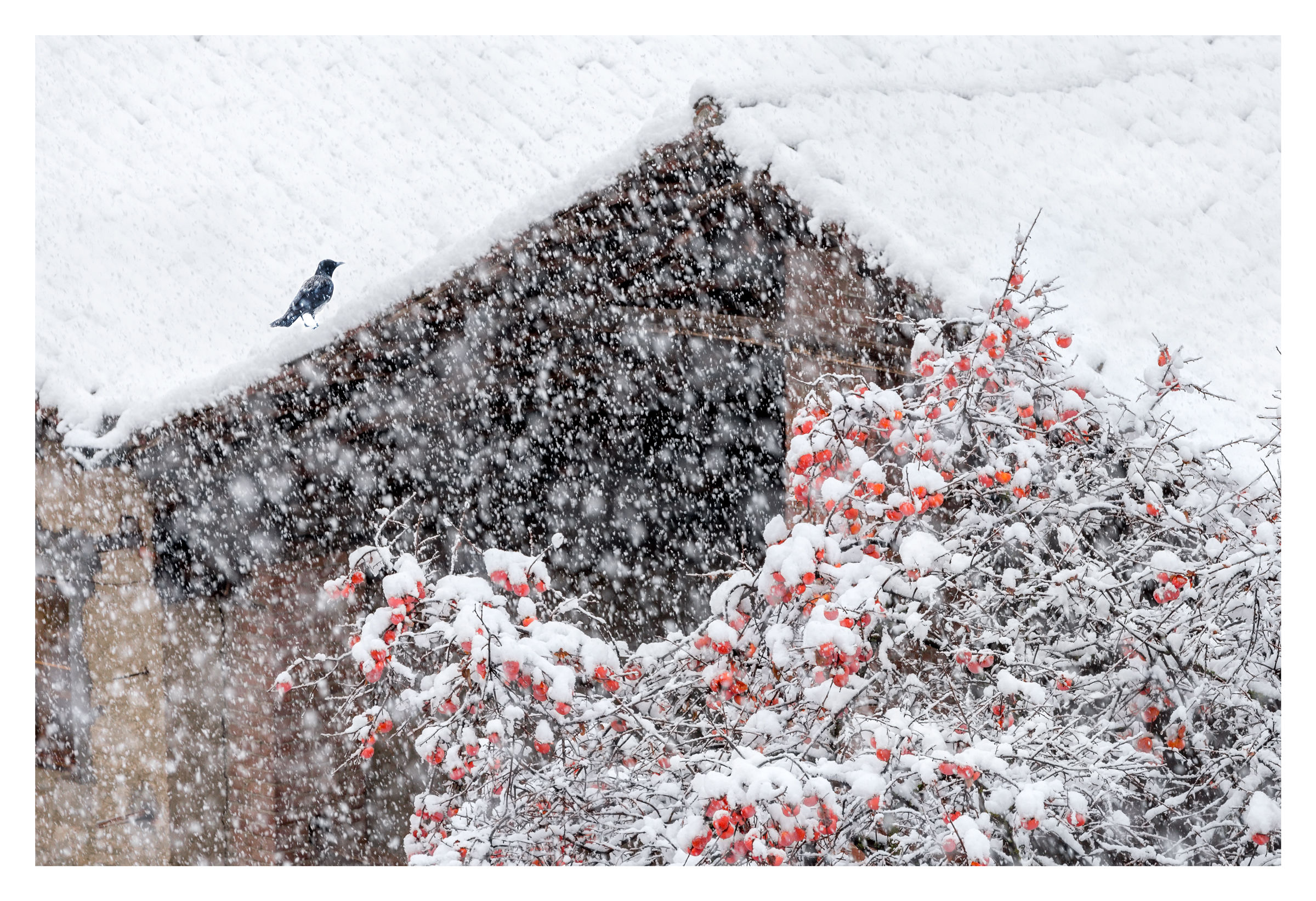 The guardian of the cacus