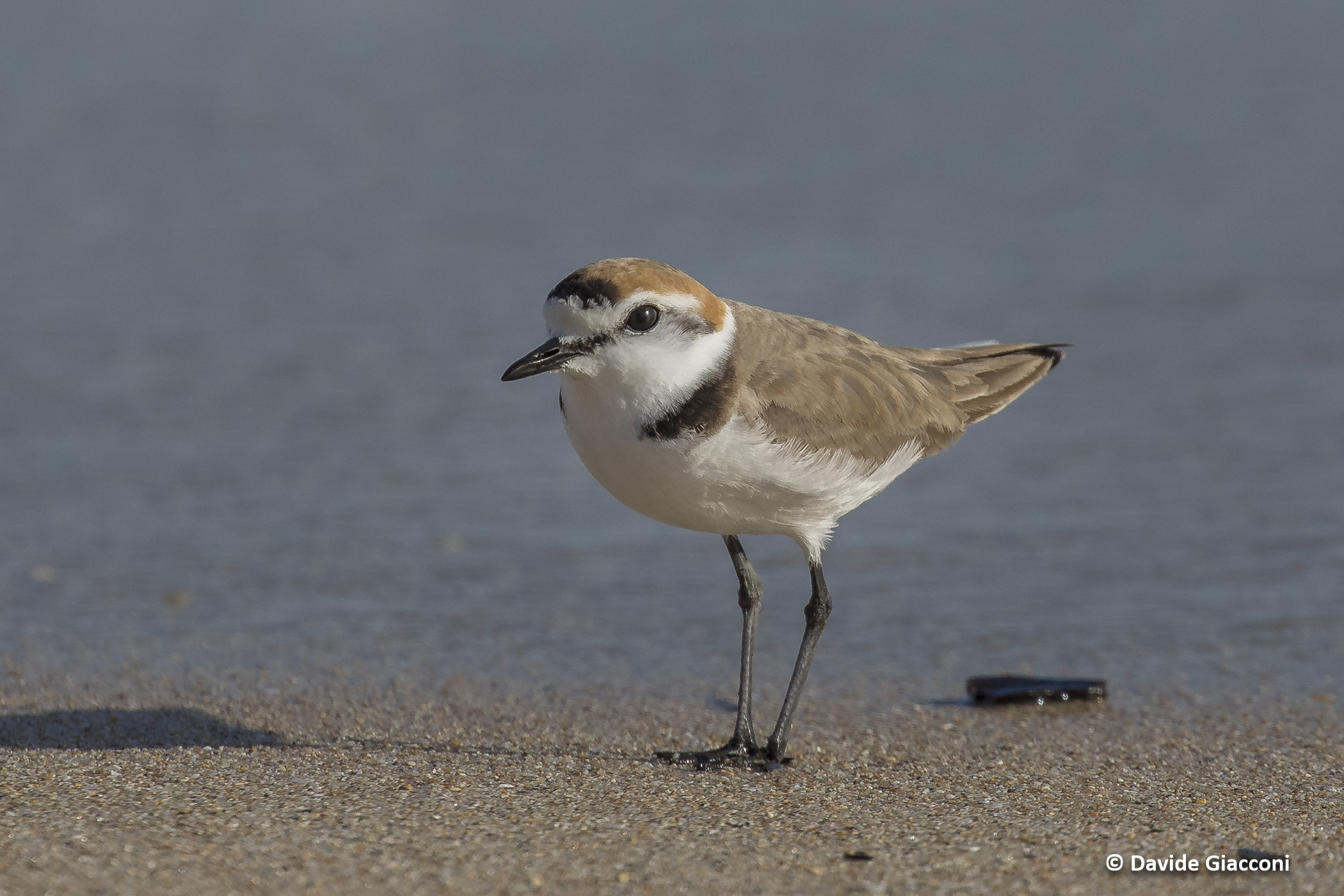Stessa spiaggia stesso mare.... sono arrivati i Fratini