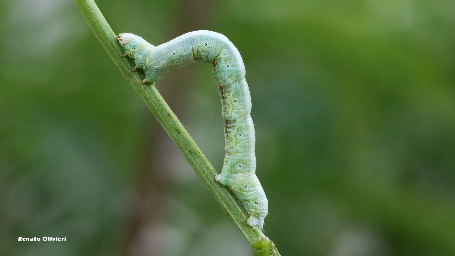 Bruco del geometra