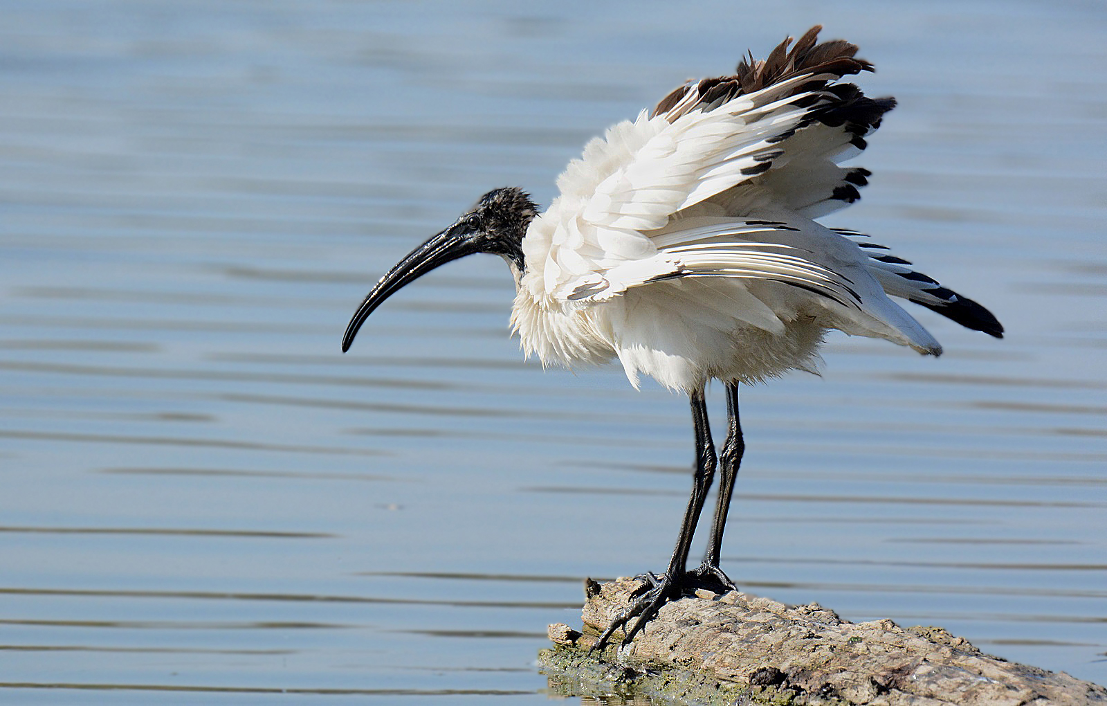 sacred ibis