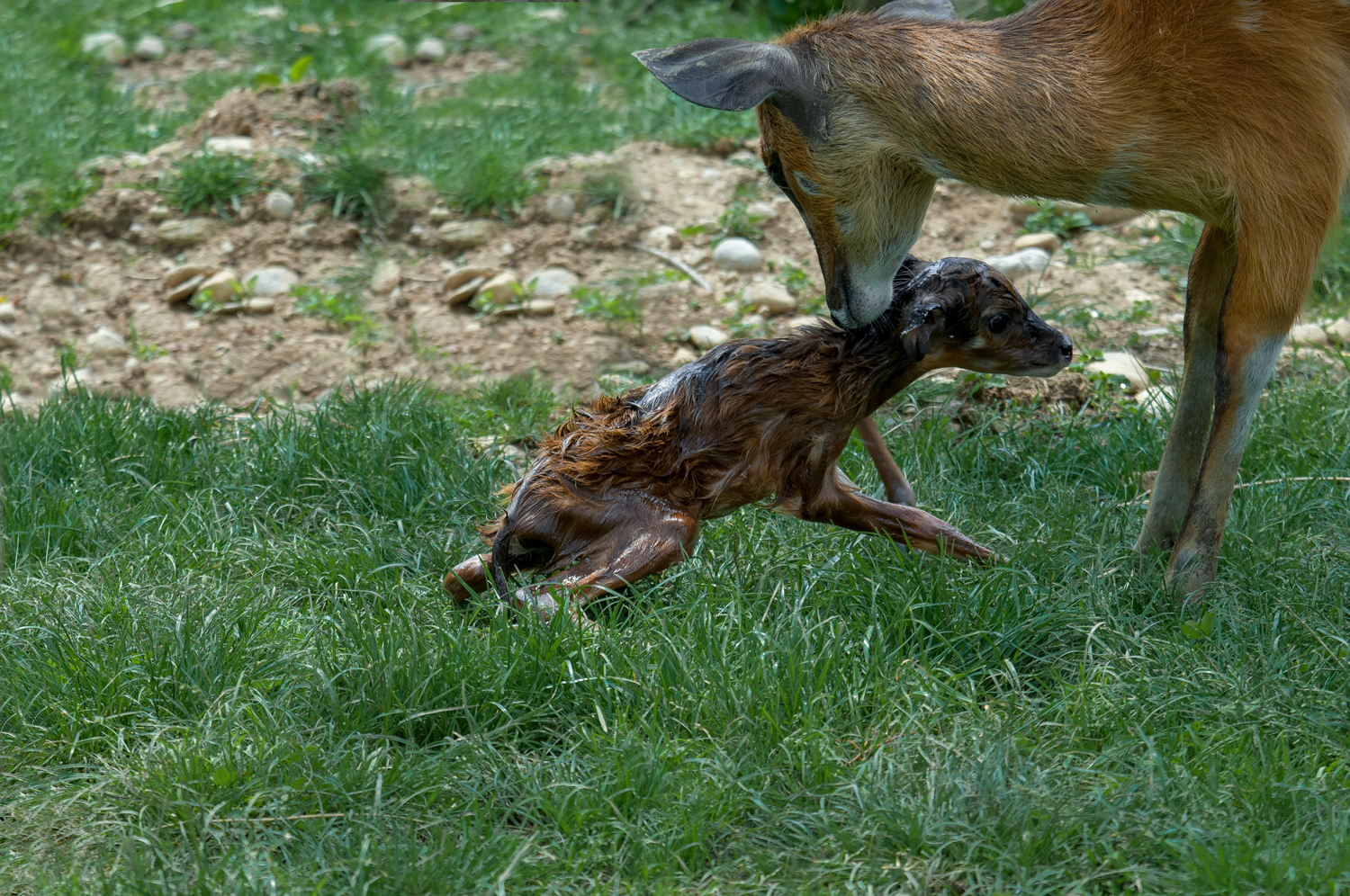 a few minutes of life