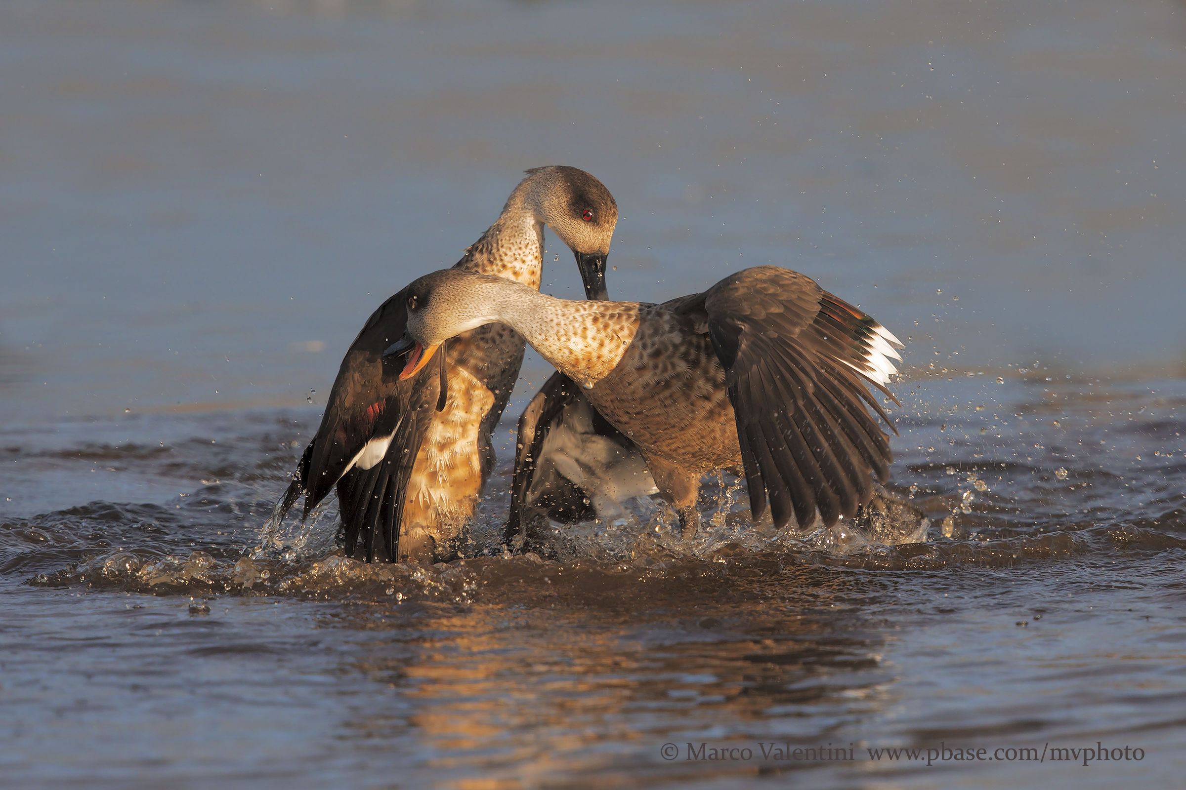 Fight for supremacy - 2