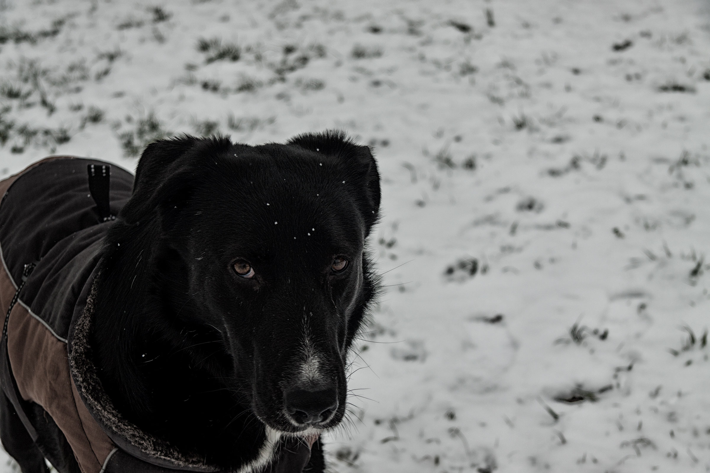 Bear in the snow