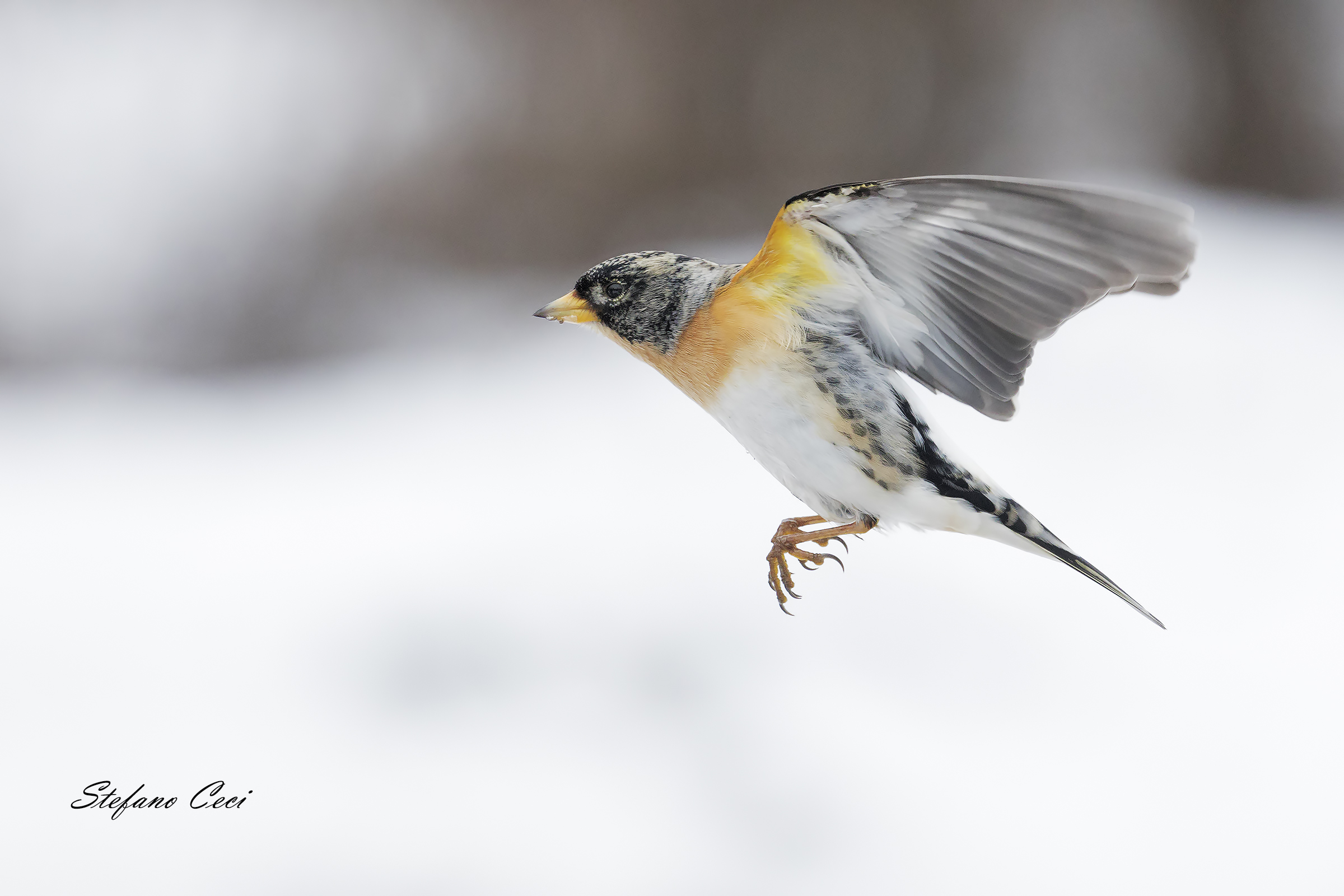 Peppola maschio in volo