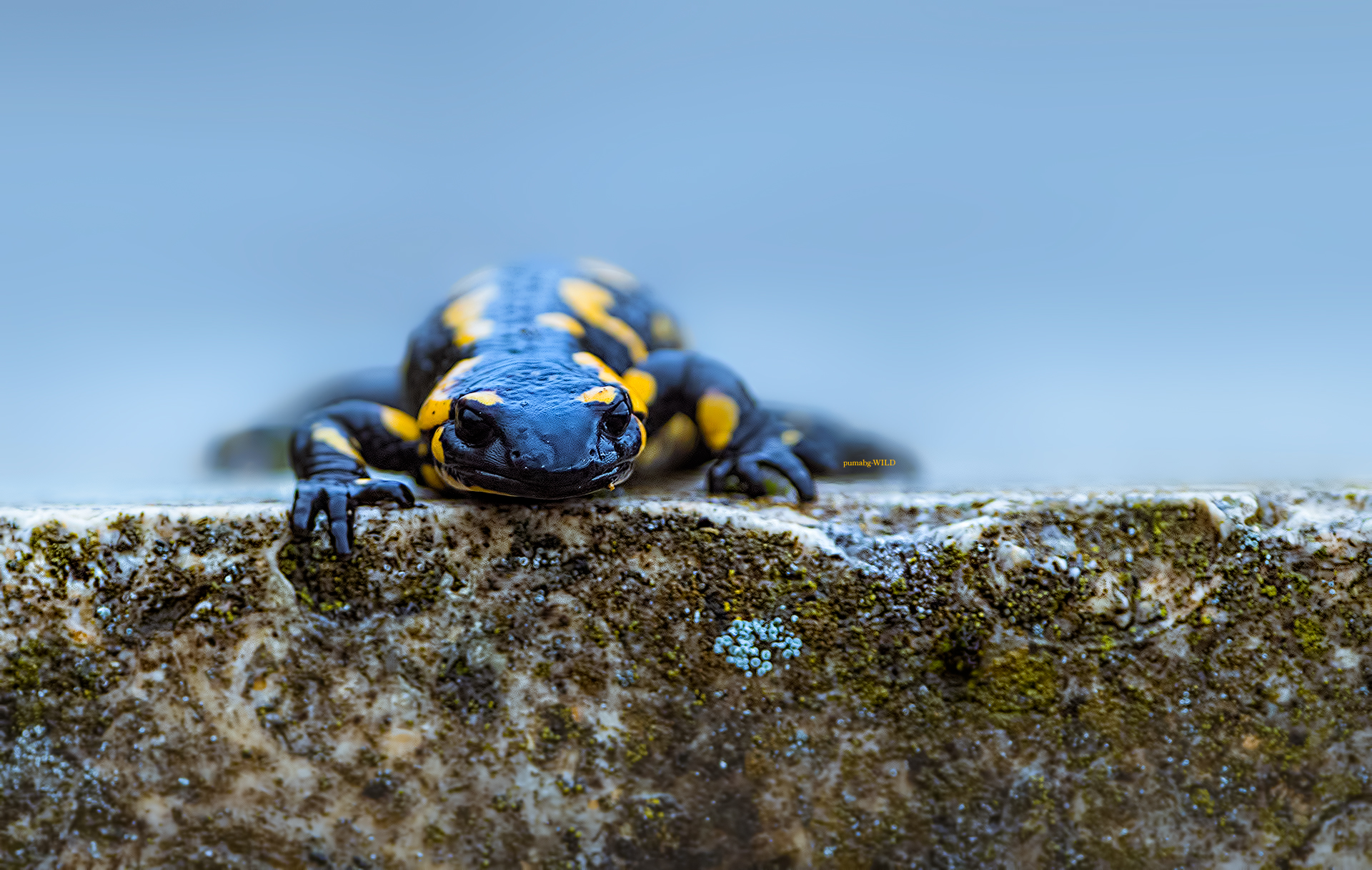 Salamander