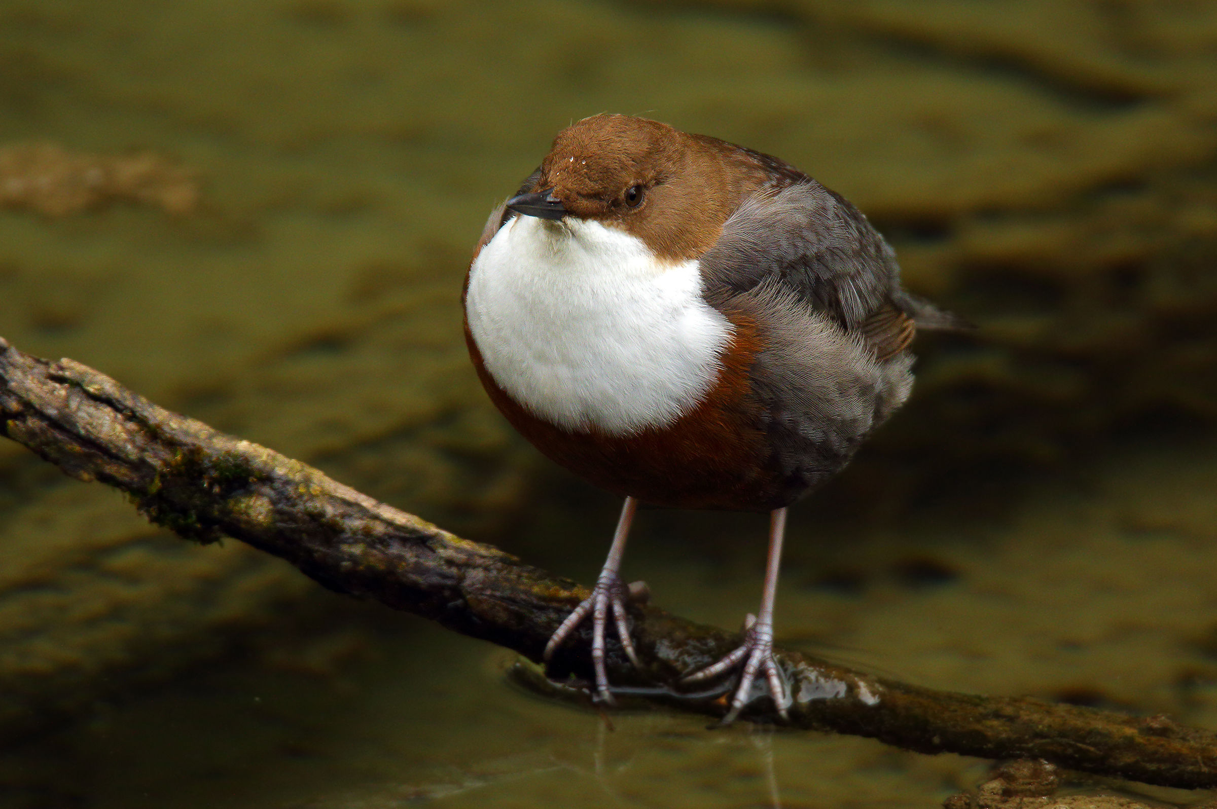 dipper