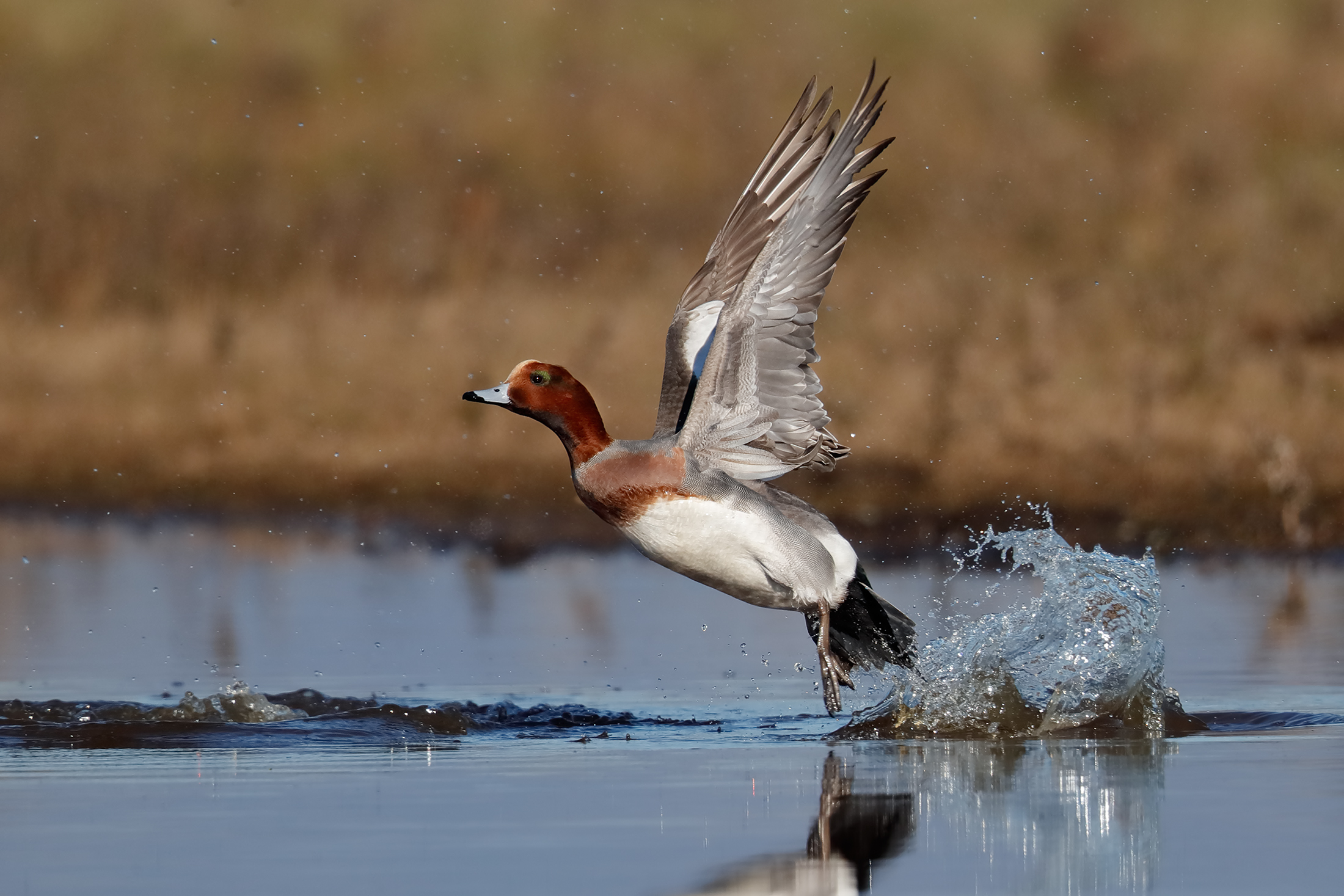 The detachment of the whistle