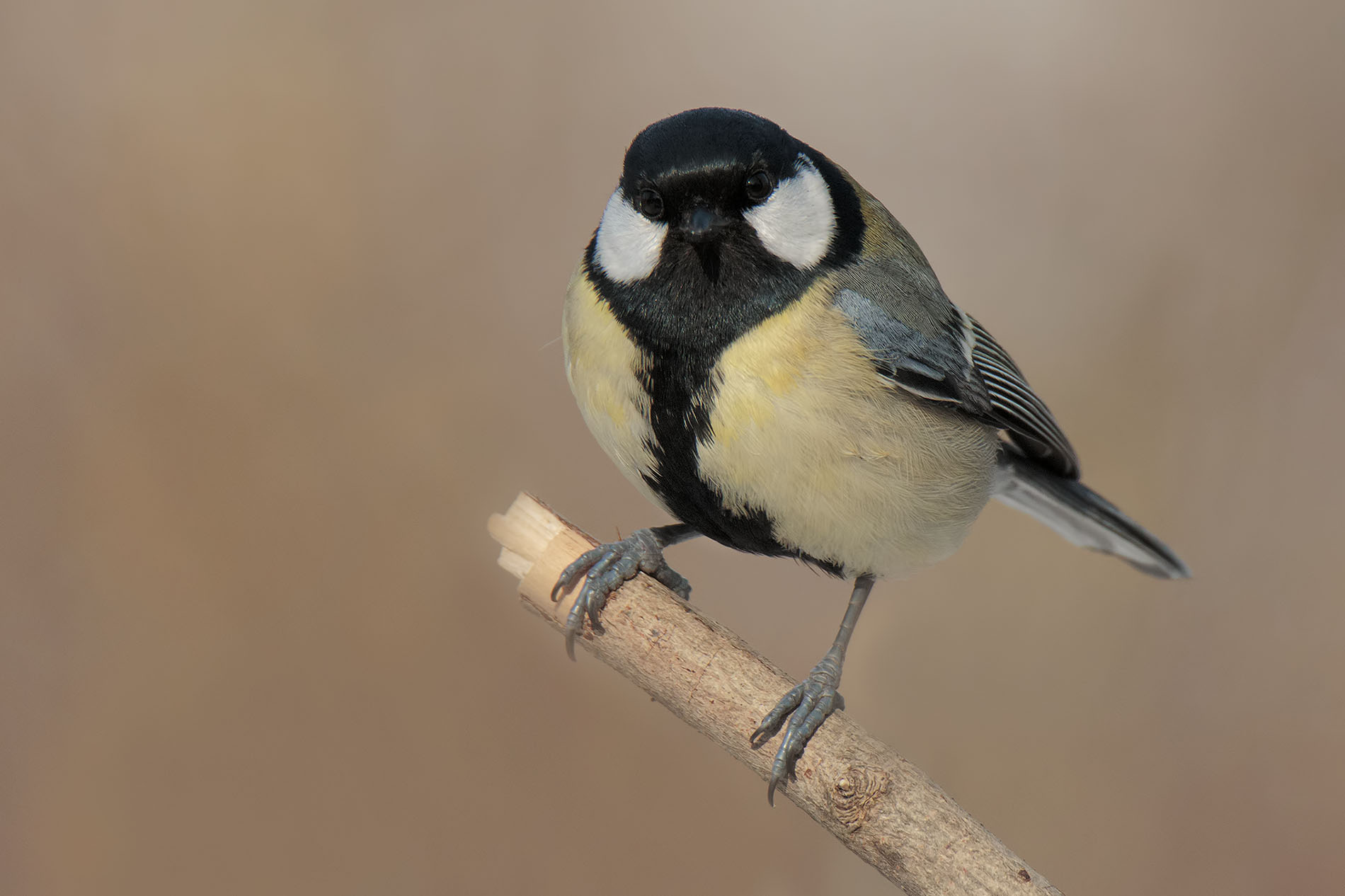 Great Tit