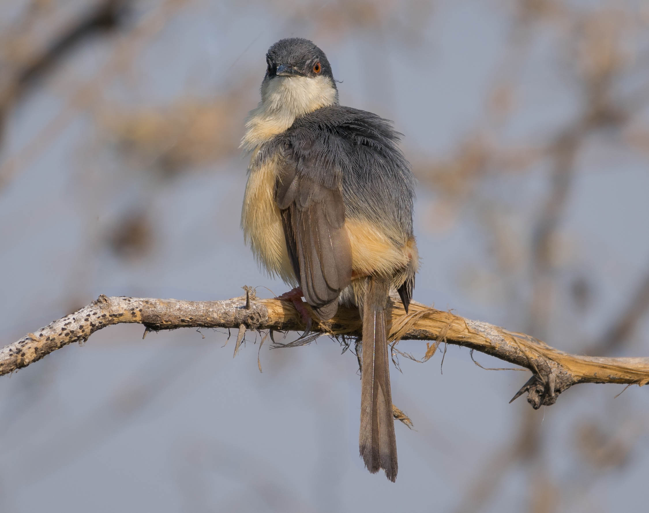 Ashy prinia