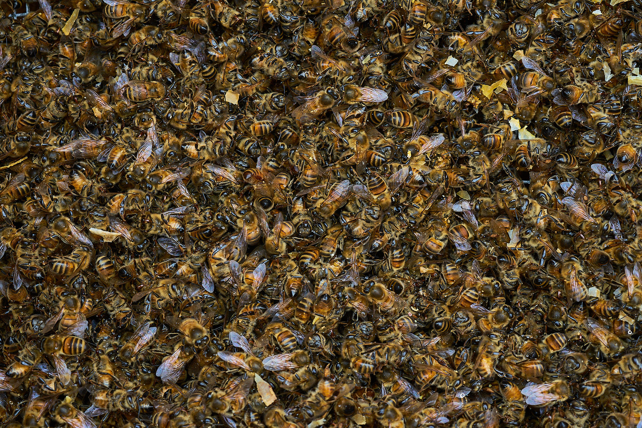 Un giorno triste. Morte di un intero sciame..