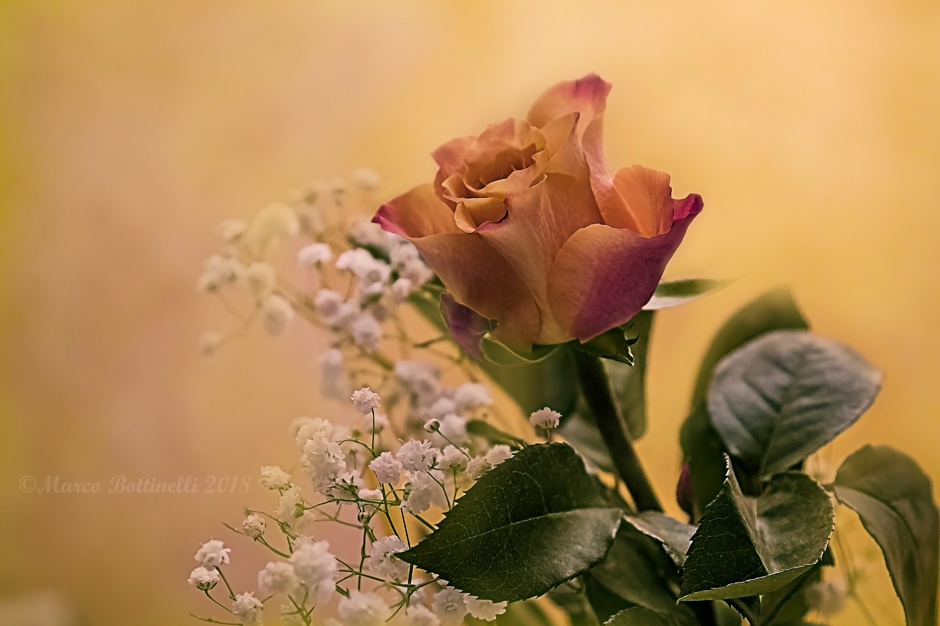 8 Marzo.....Dedicata a tutte le donne