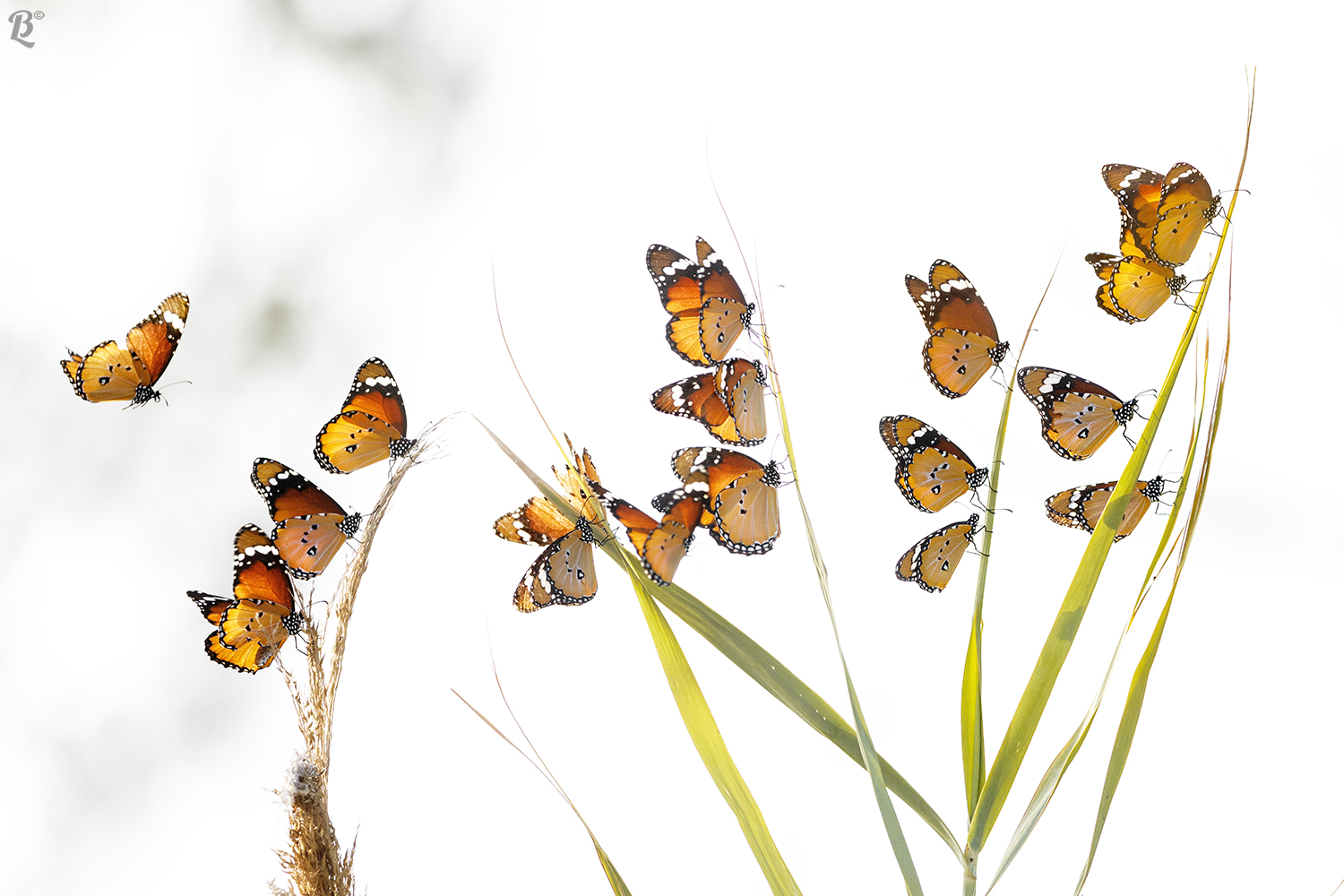 Farfalle Monarca africana