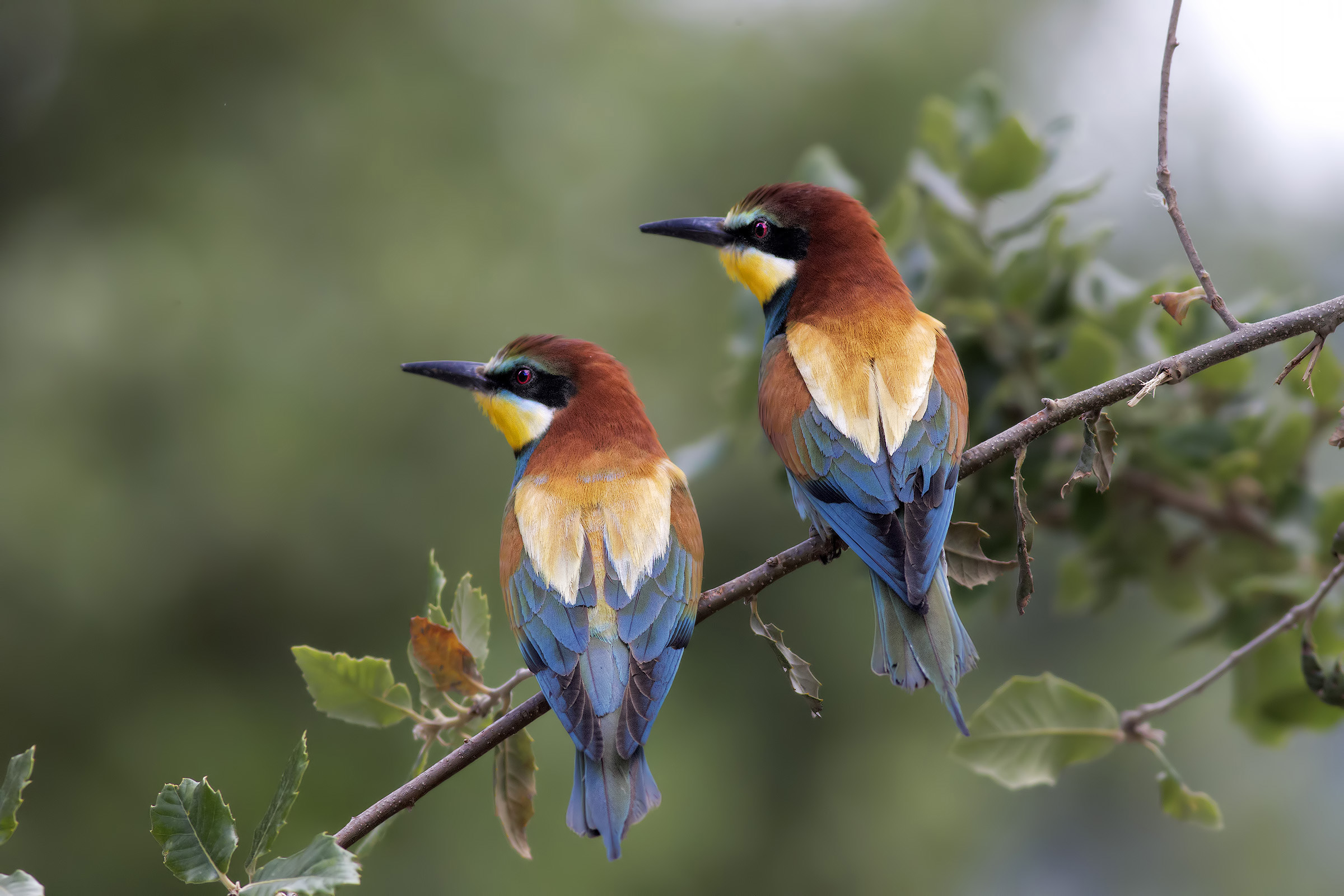 The colors of the rainbow