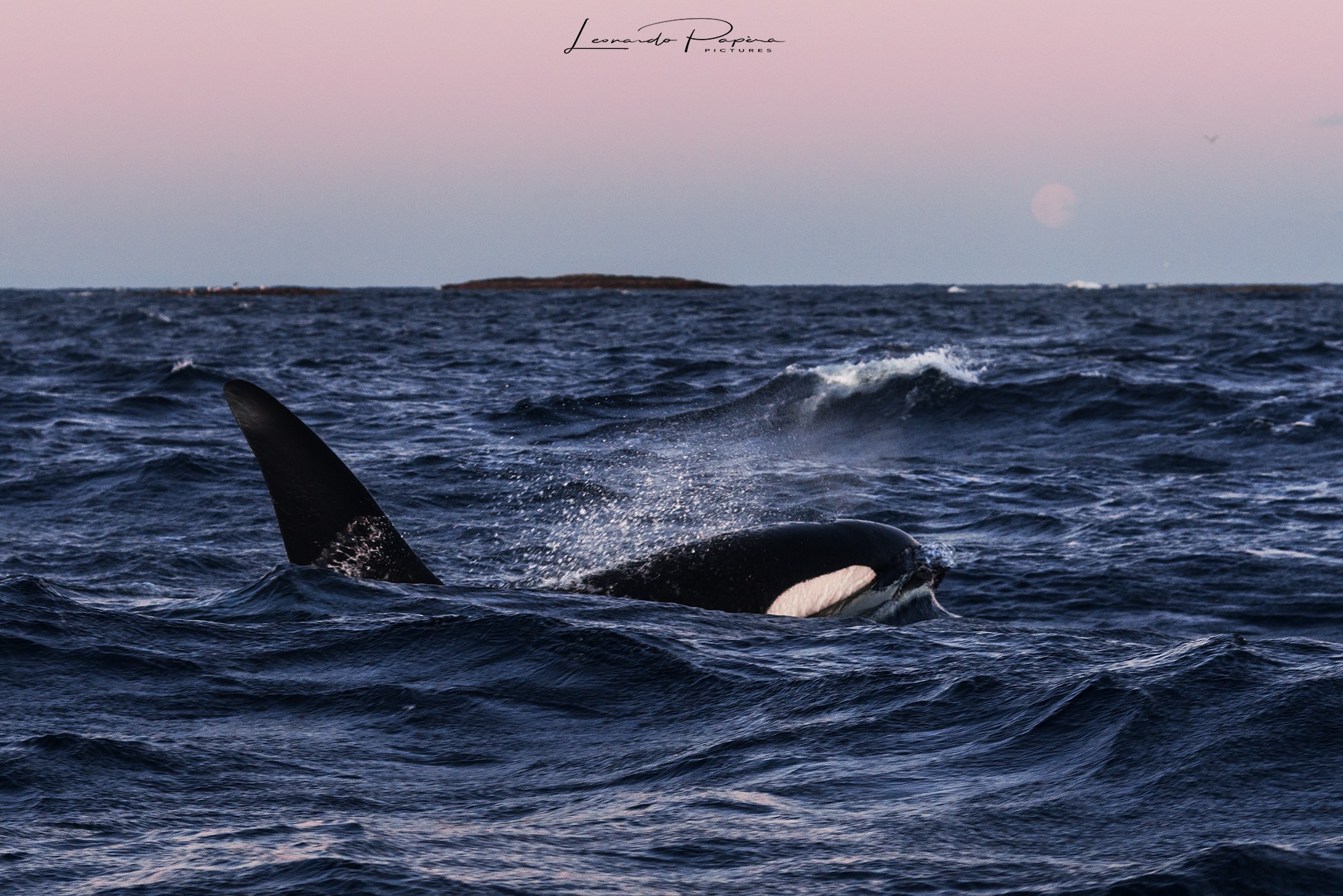 Hunting for Breakfast