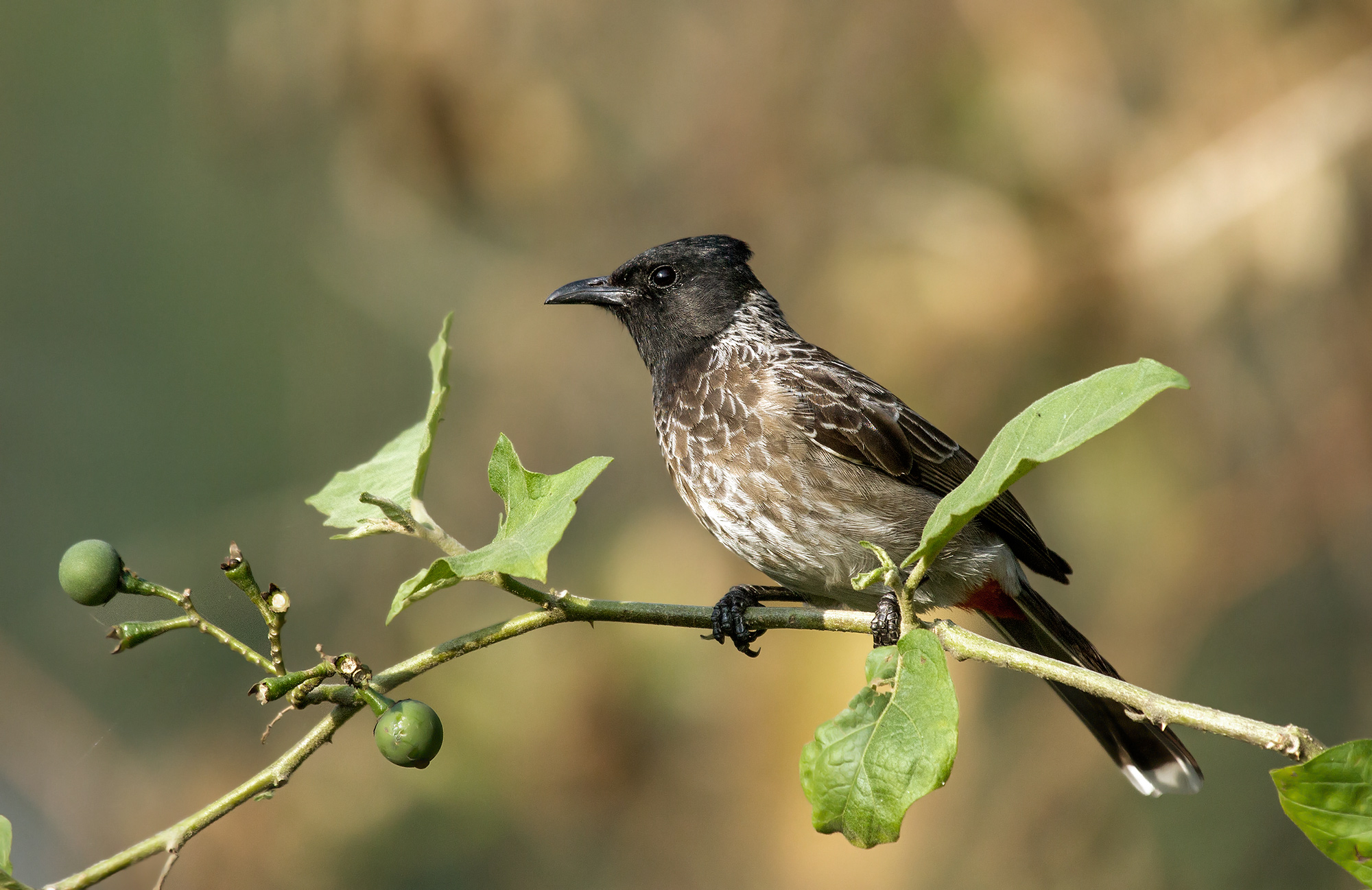 Bulbul