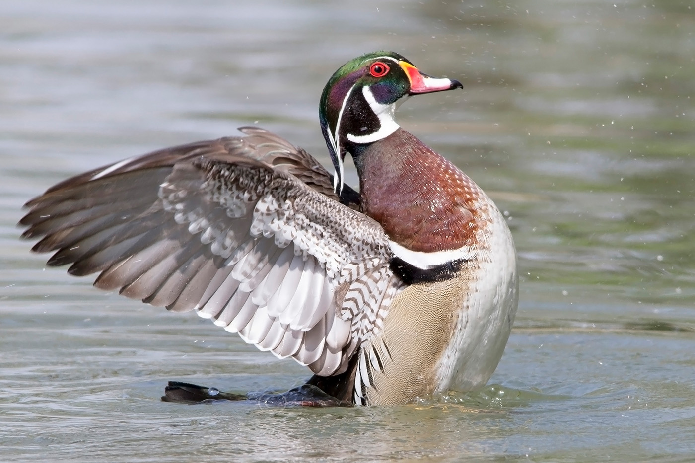 Anatra carolina (sposa) - Aix sponsa