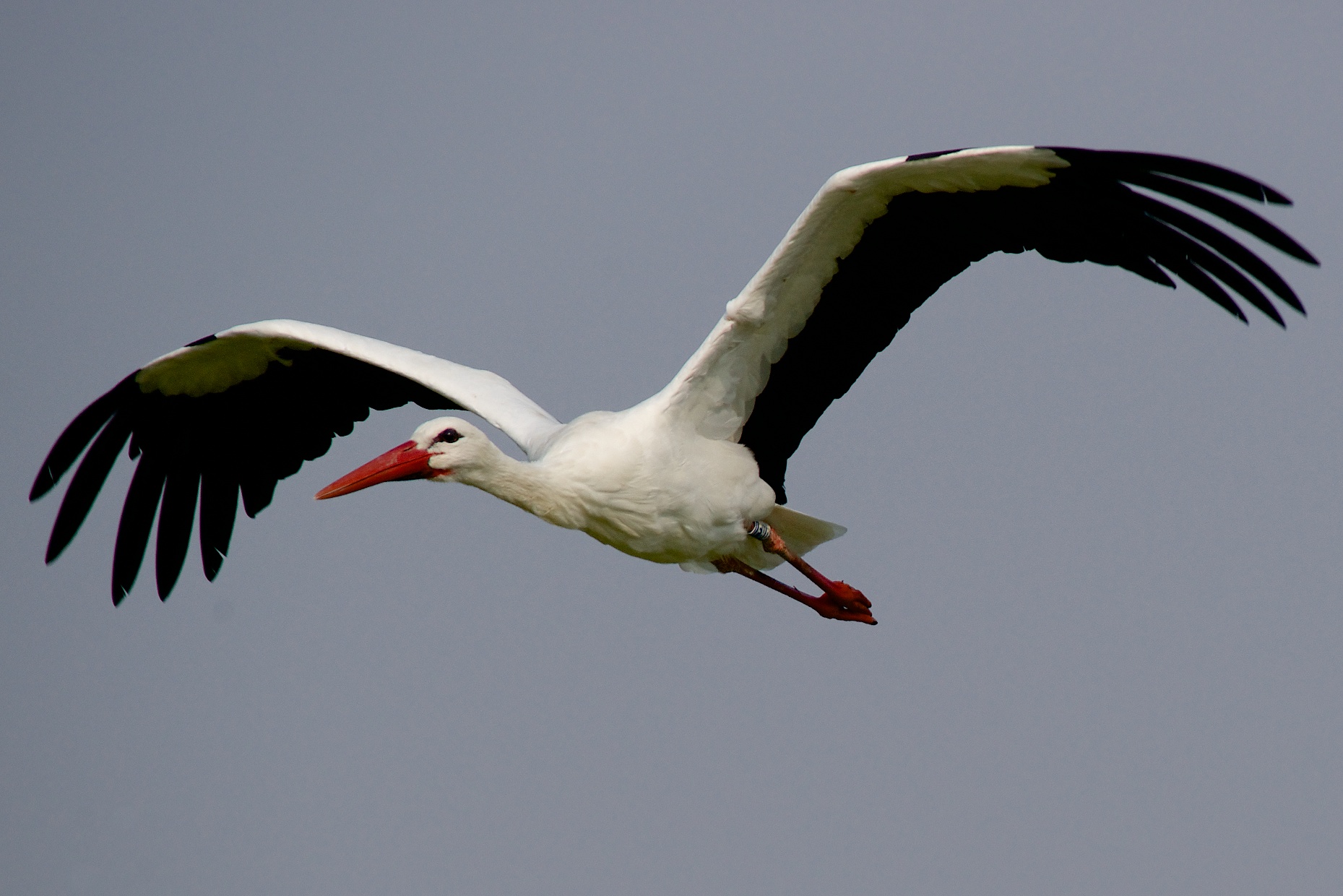 White Stork
