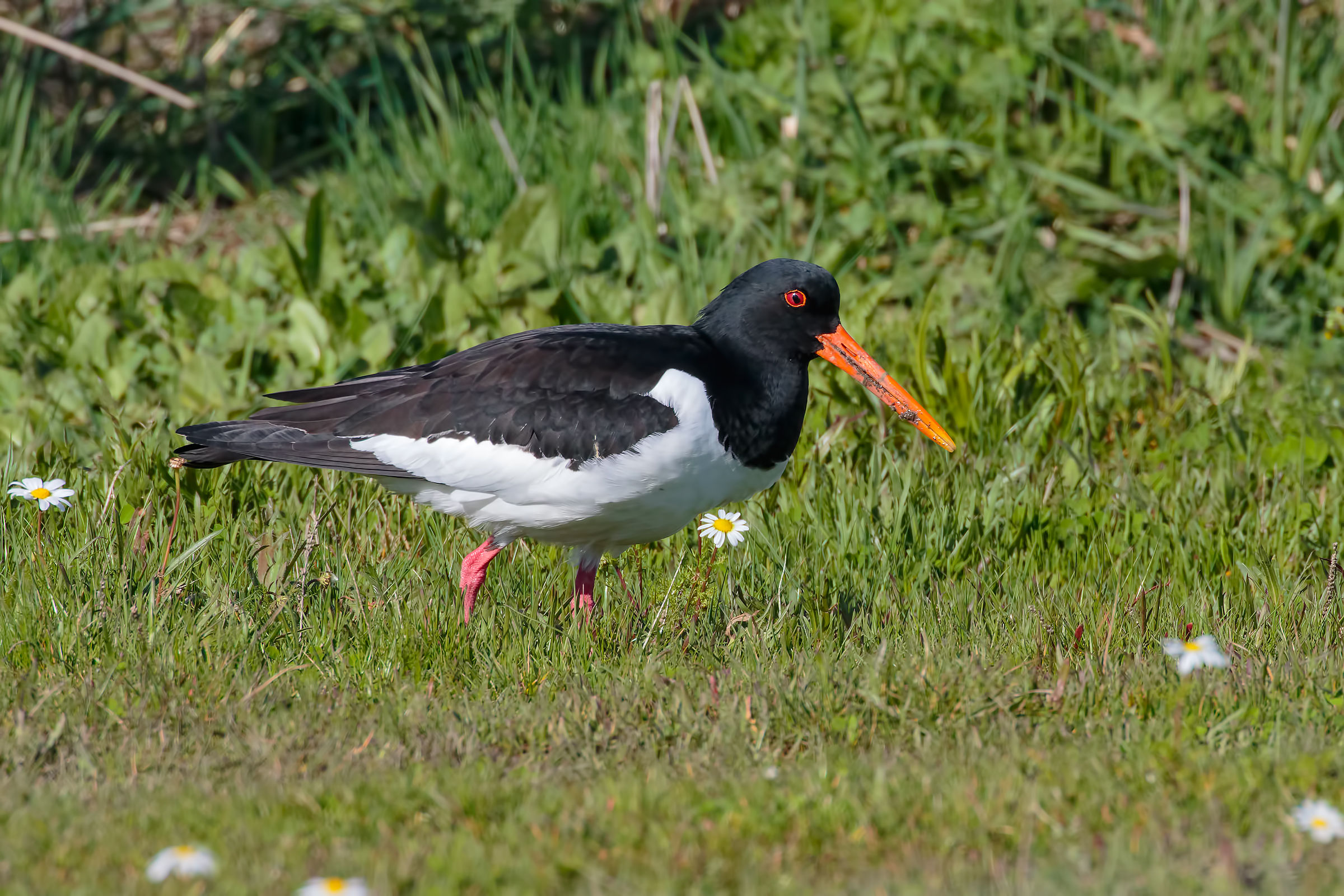 Oystercatcher