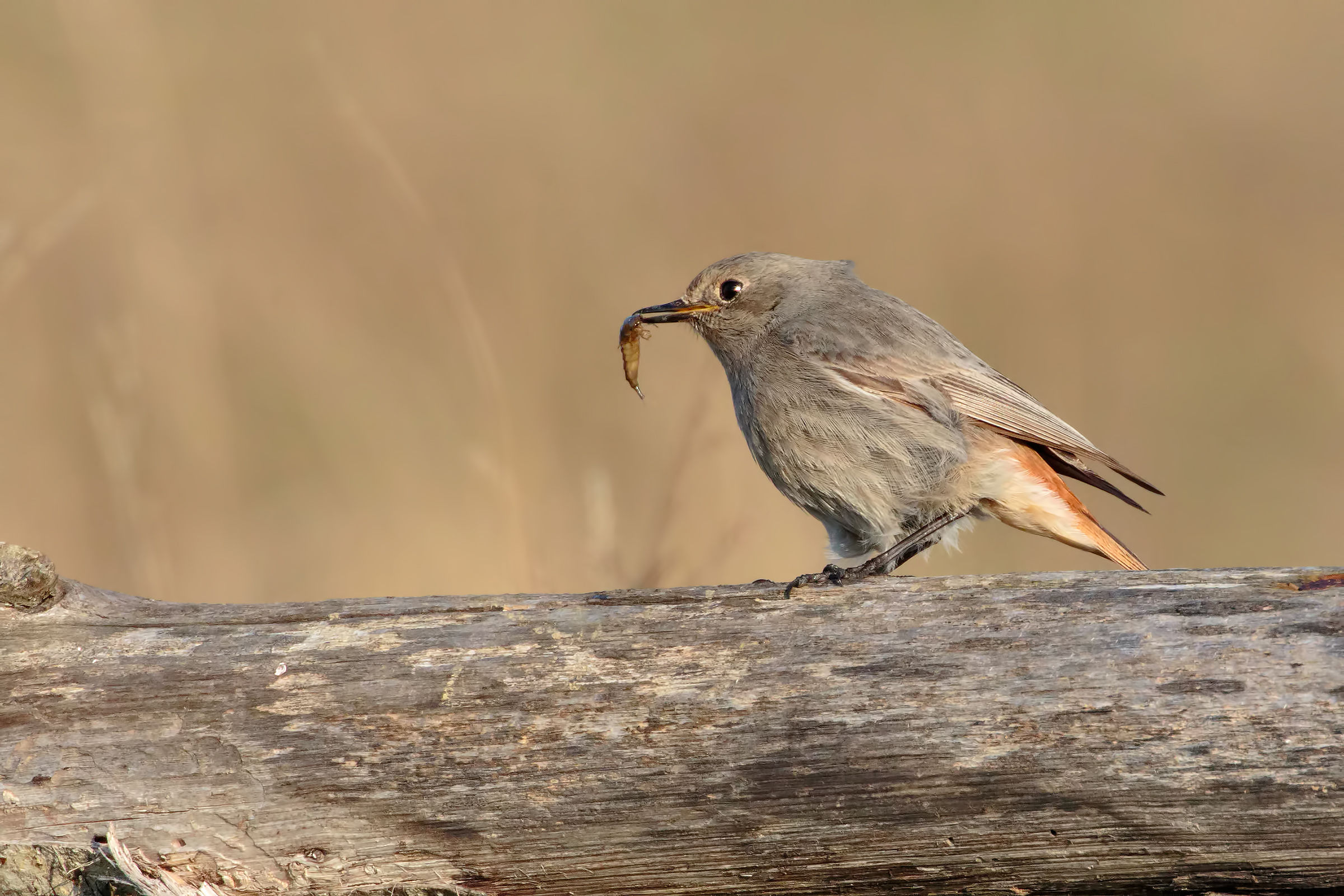 Redstart chimney sweep f