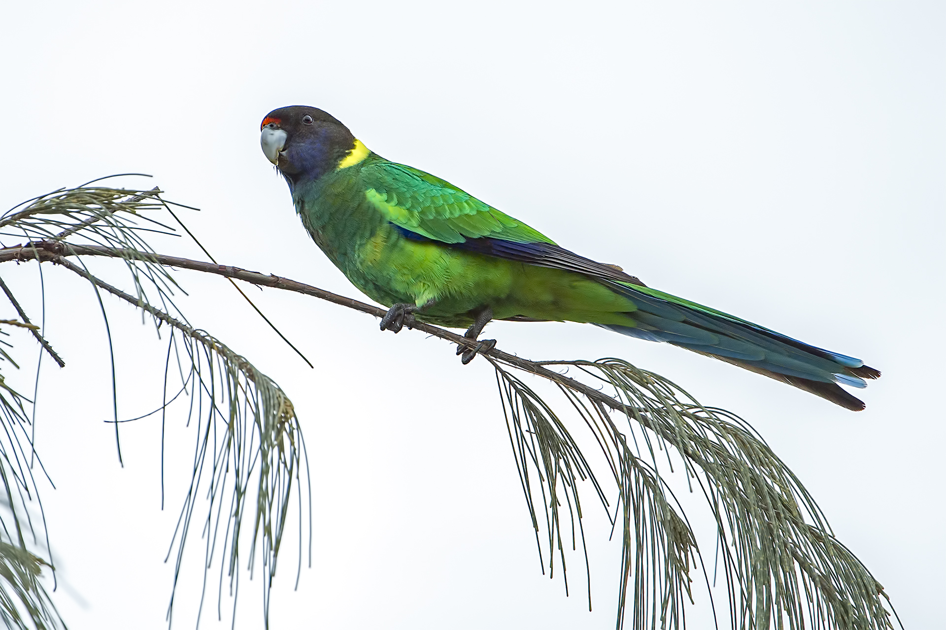 Barnardius zonarius (Port Lincoln parrot)