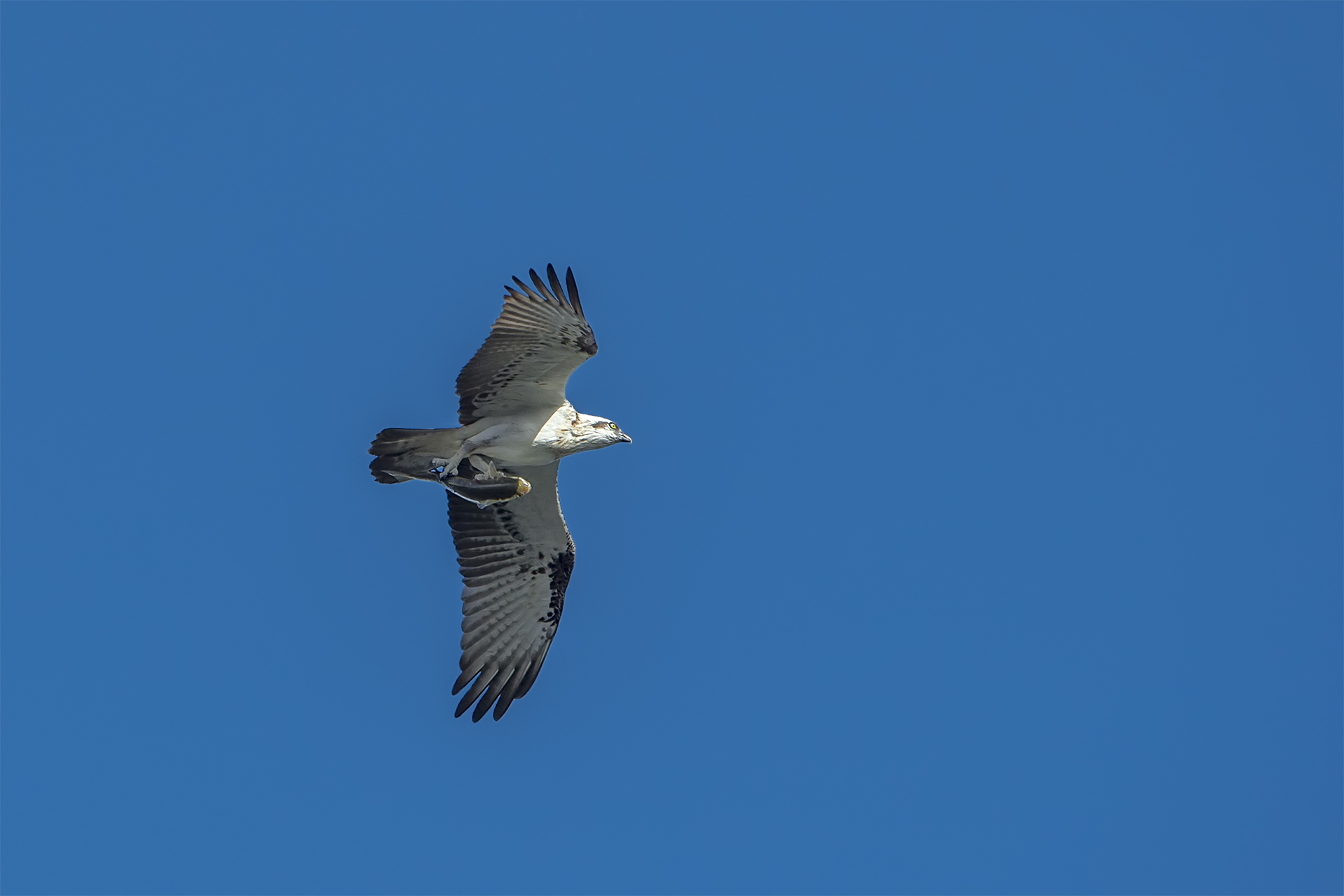 Pandion cristatus (Eastern osprey)