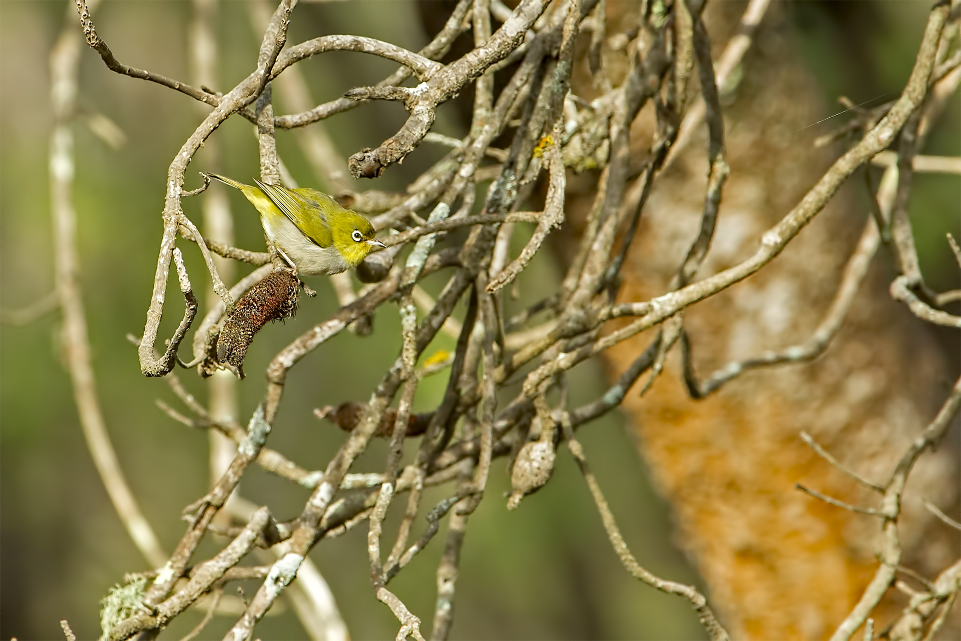 Zosterops lateralis (Dorsegigio Occhialino)