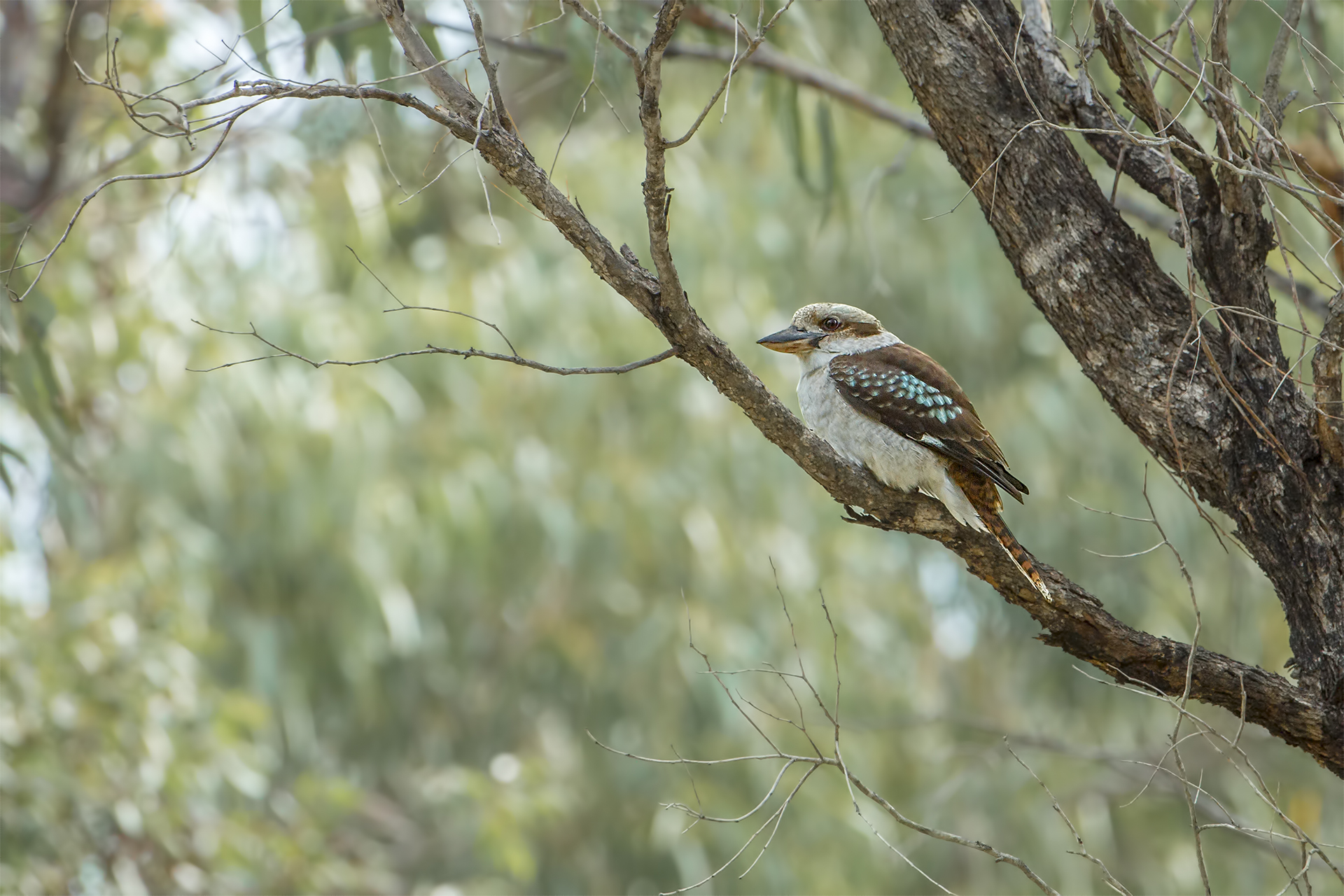 Dacelo novaeguineae (Kookaburra sghignazzante)