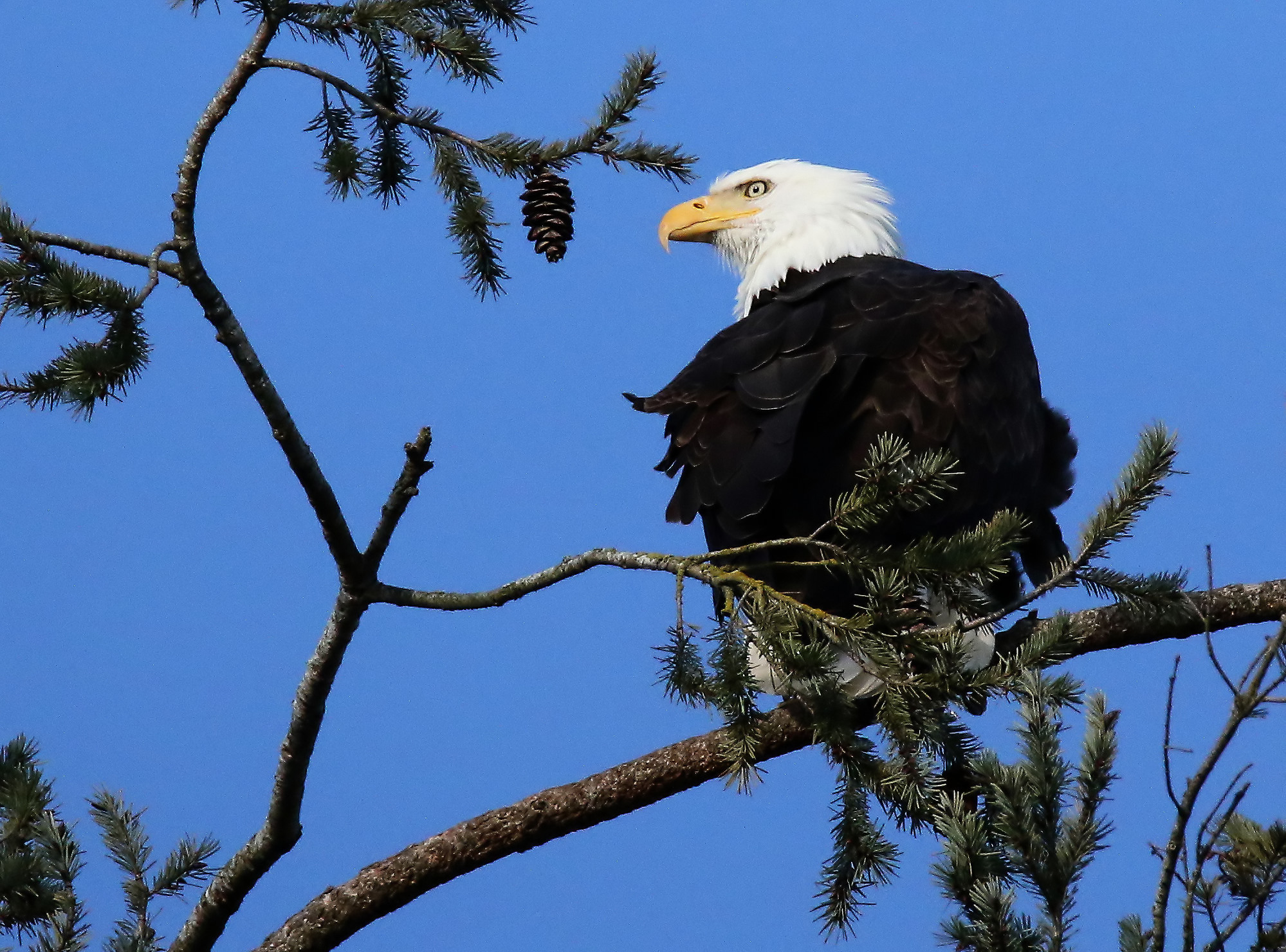 Guardare il compagno.