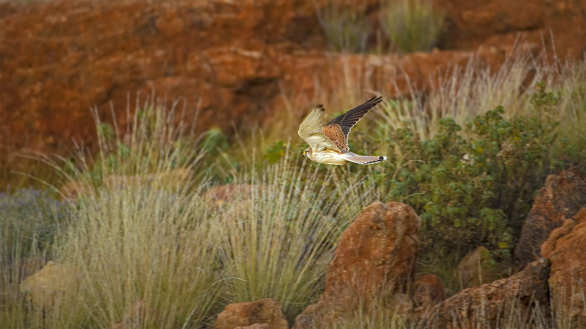 Falco cenchroides (Australian Kestrel)