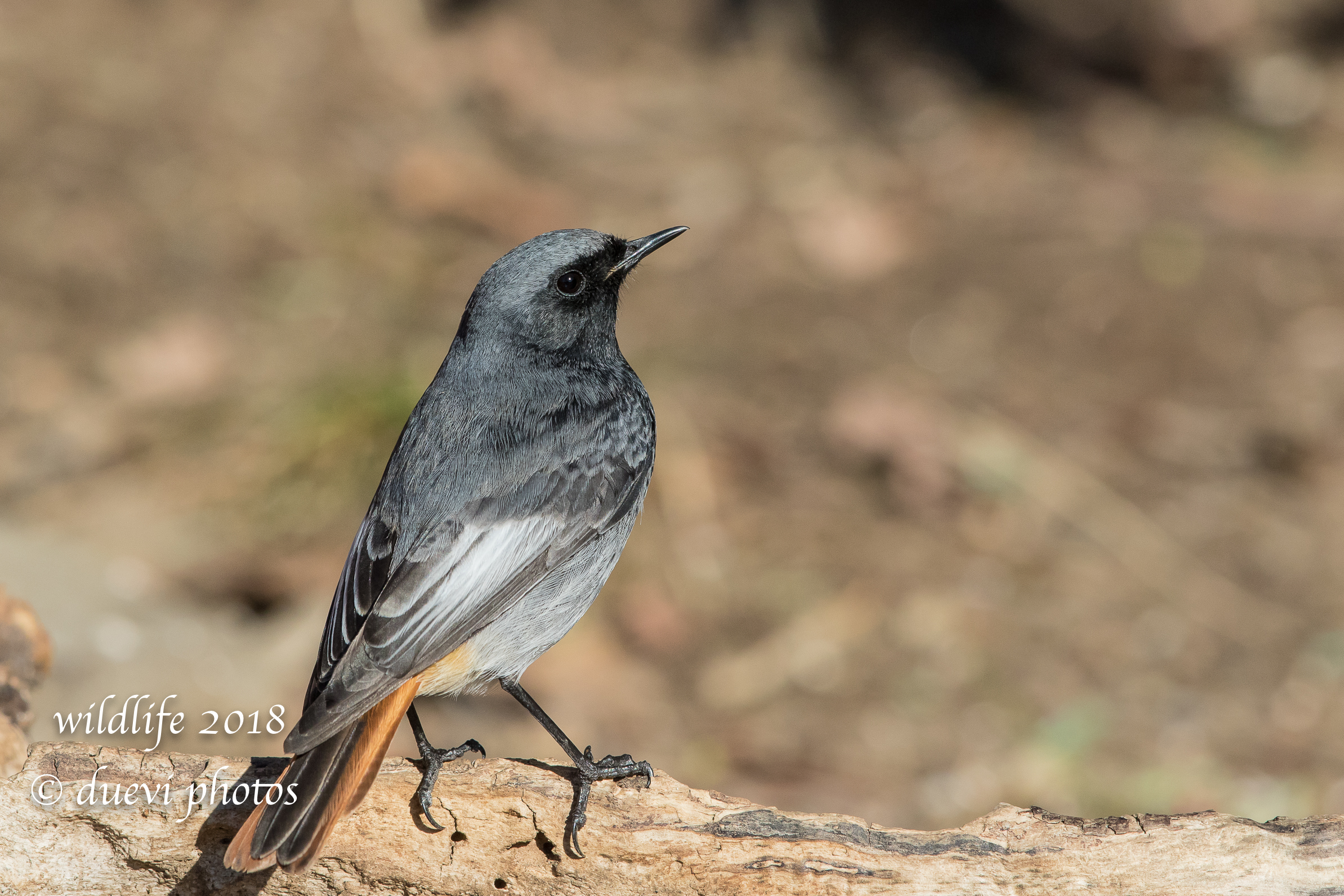 Phoenicurus ochruros