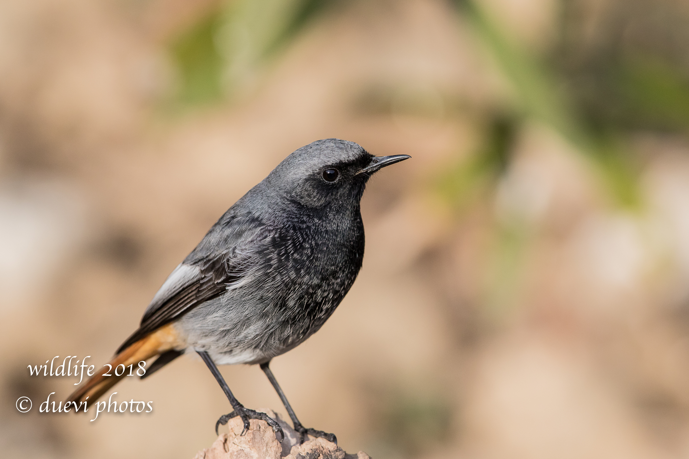 Phoenicurus ochruros