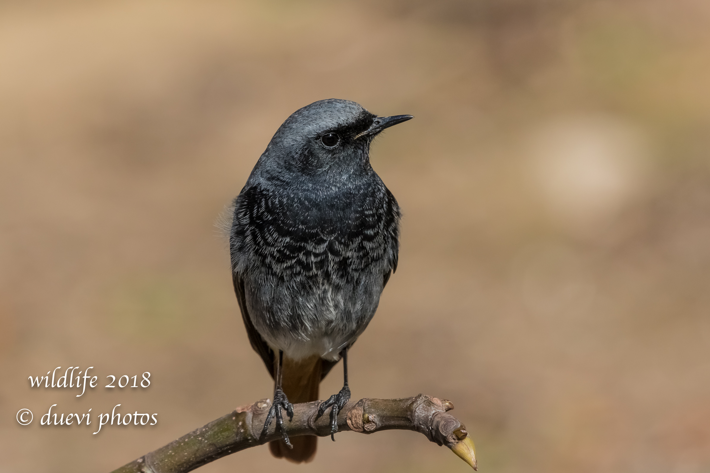 Phoenicurus ochruros