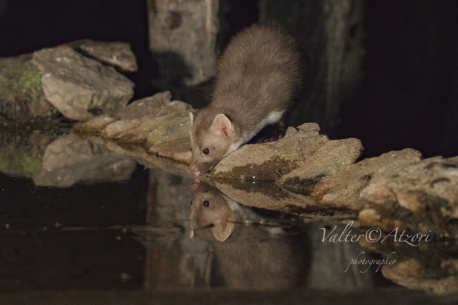 Faina at the waterhole