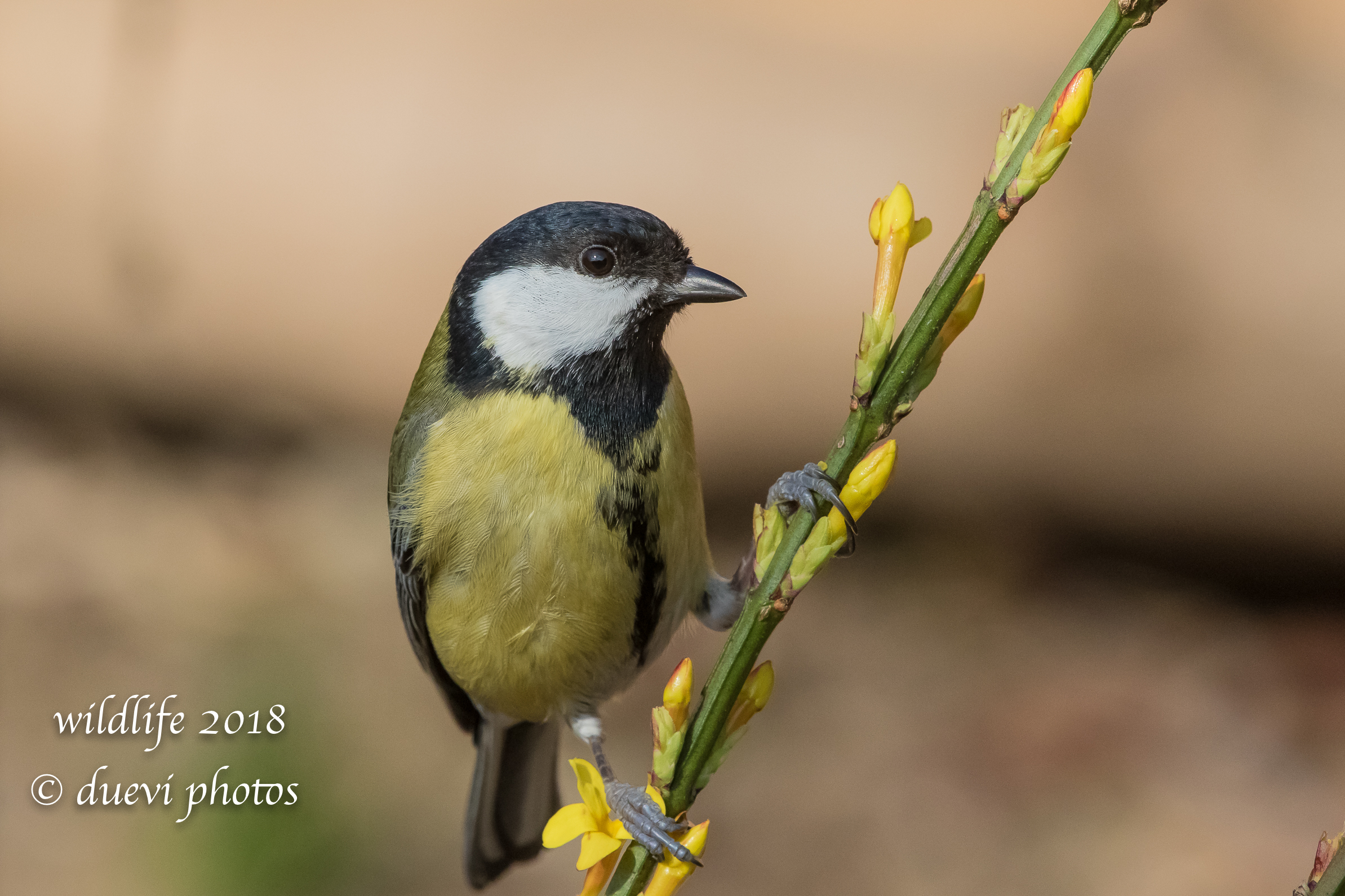 Parus major