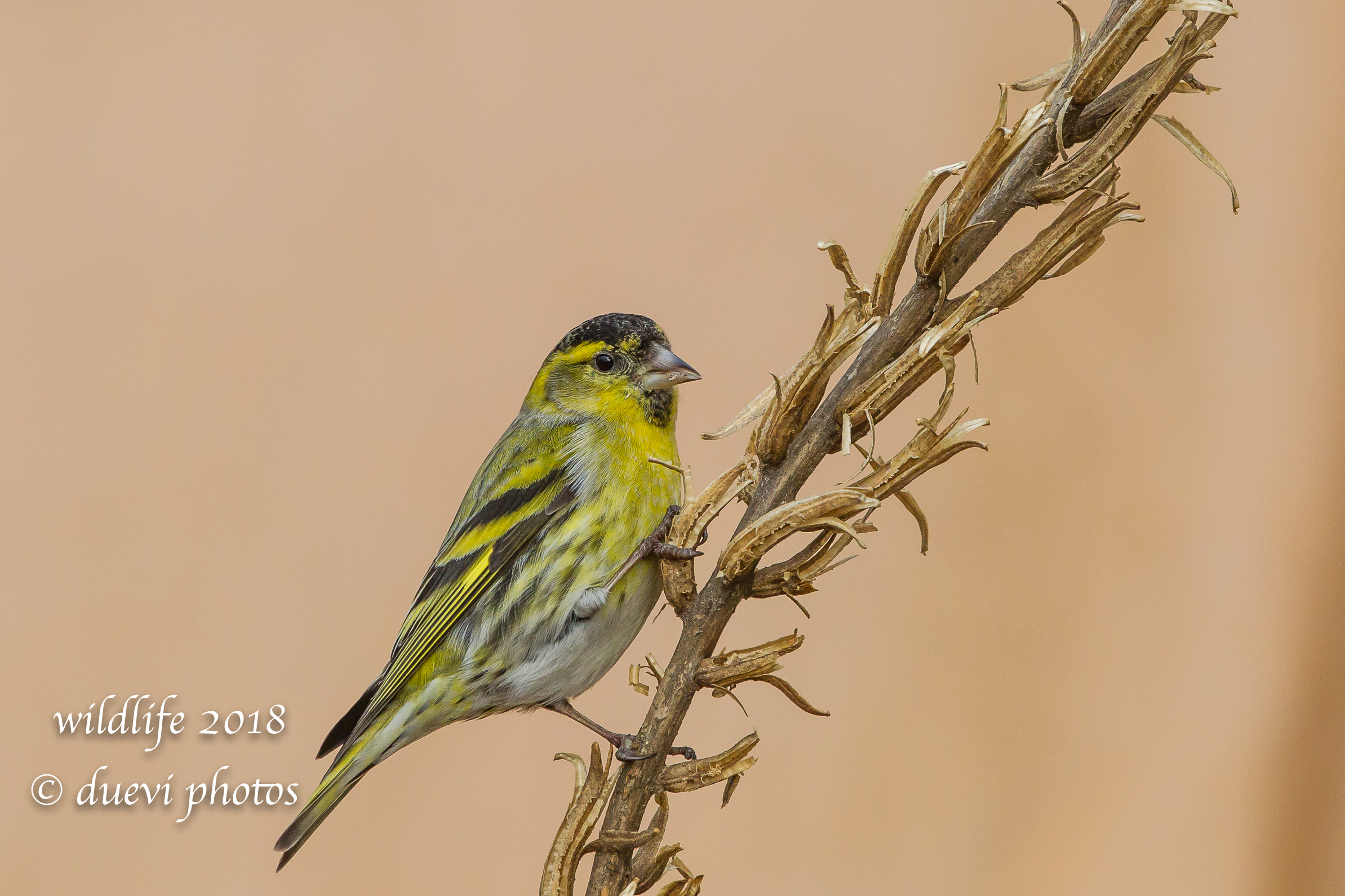 Carduelis spinus
