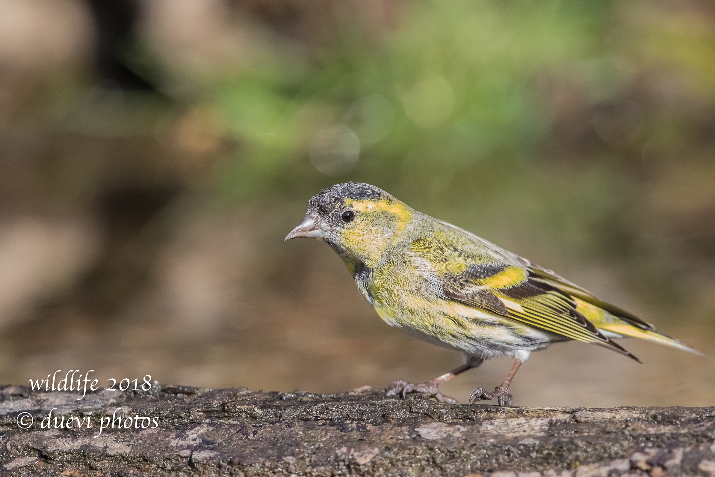 Carduelis spinus