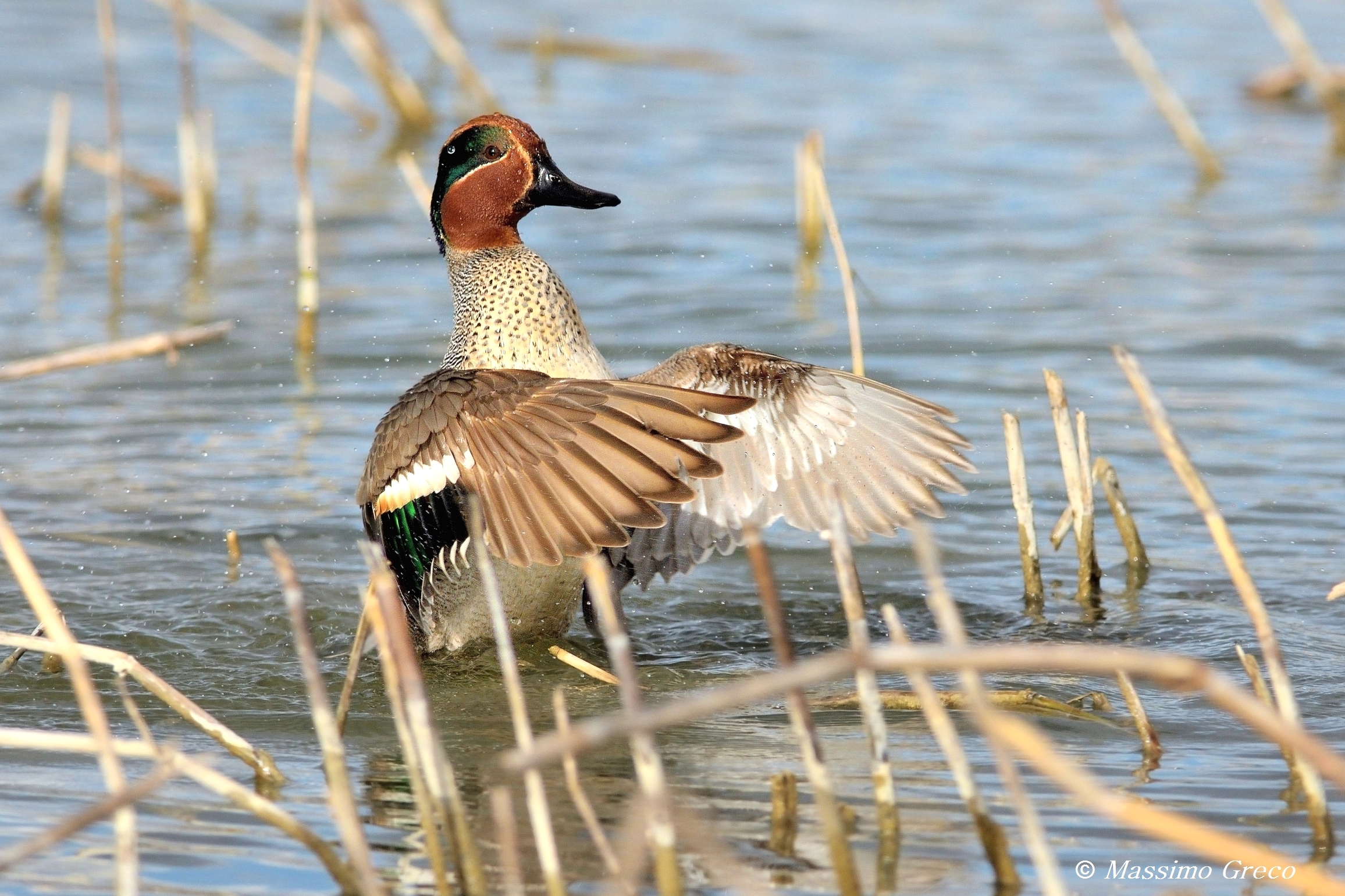 Teal (Anas crecca)