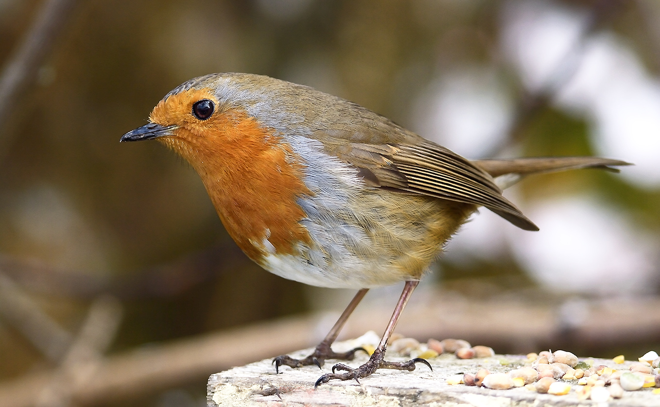 Robin