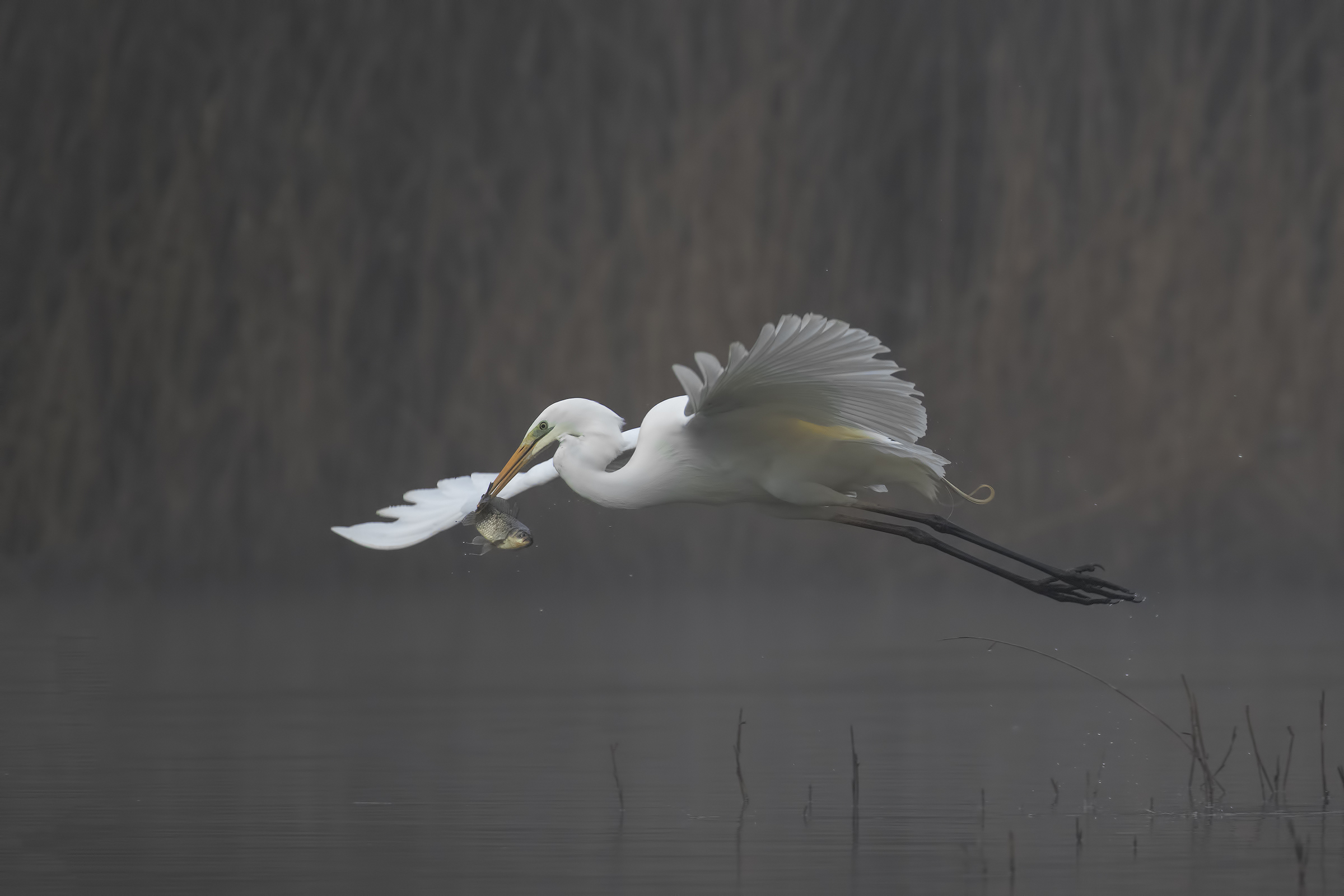 Great White Heron
