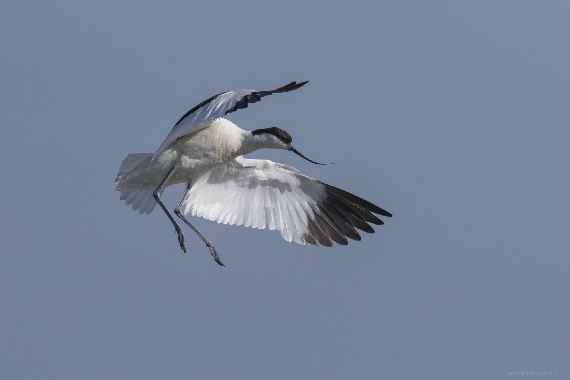 Avocet