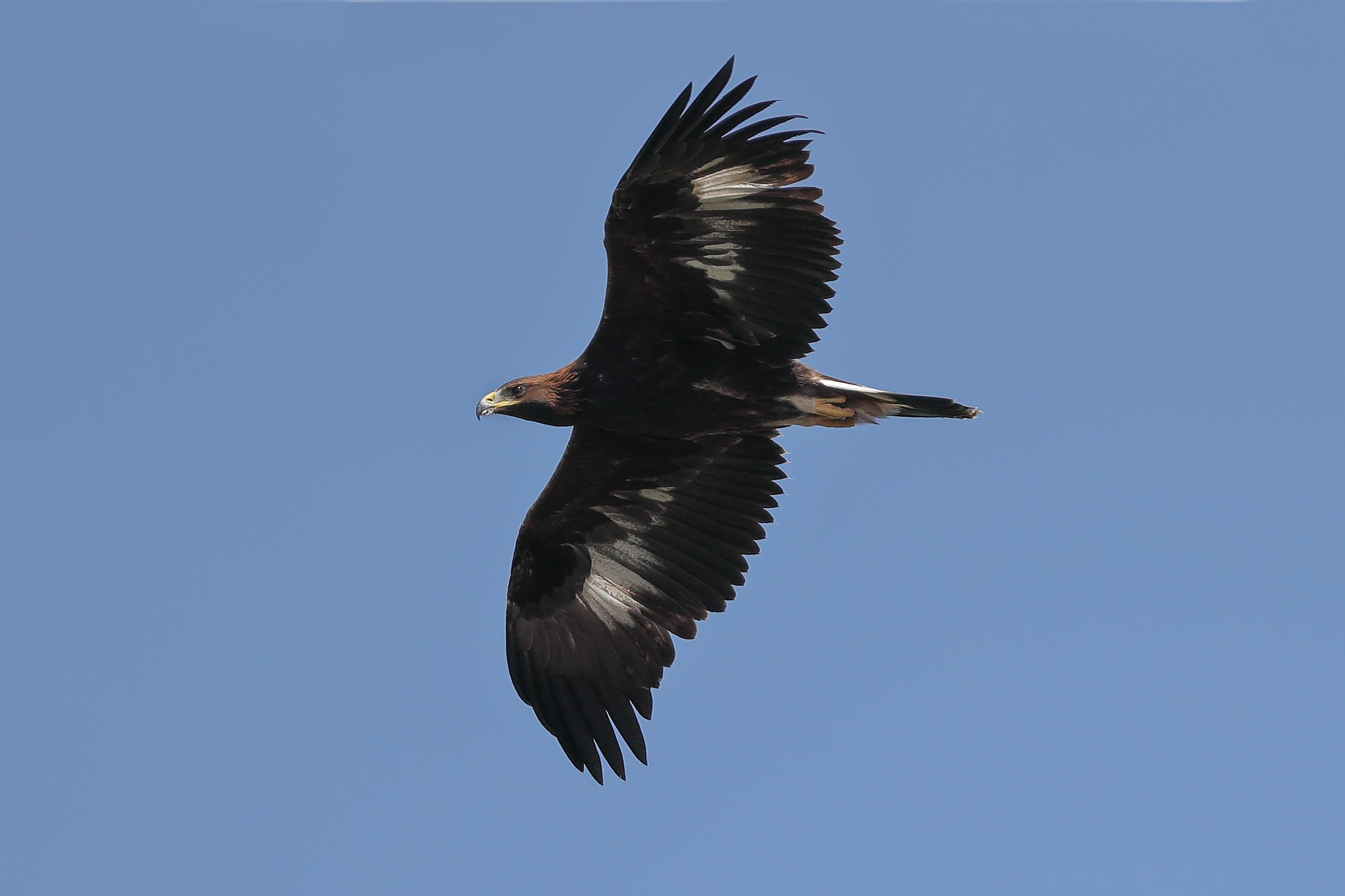 Giovane femmina di aquila reale